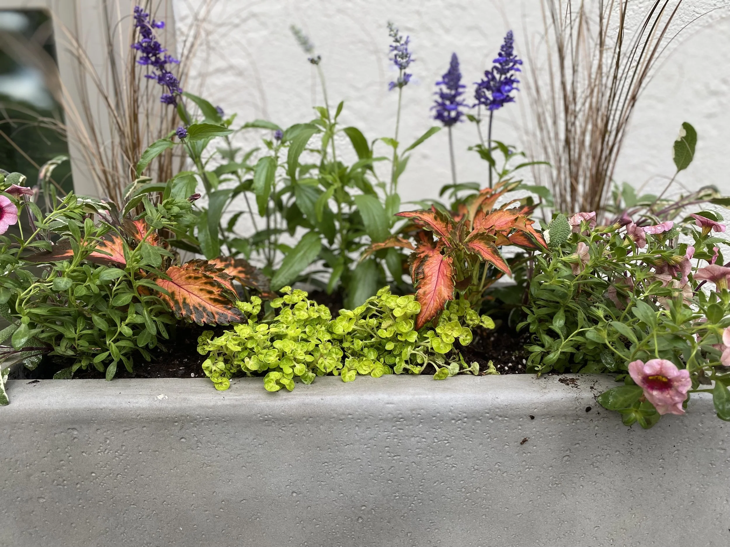 container gardens