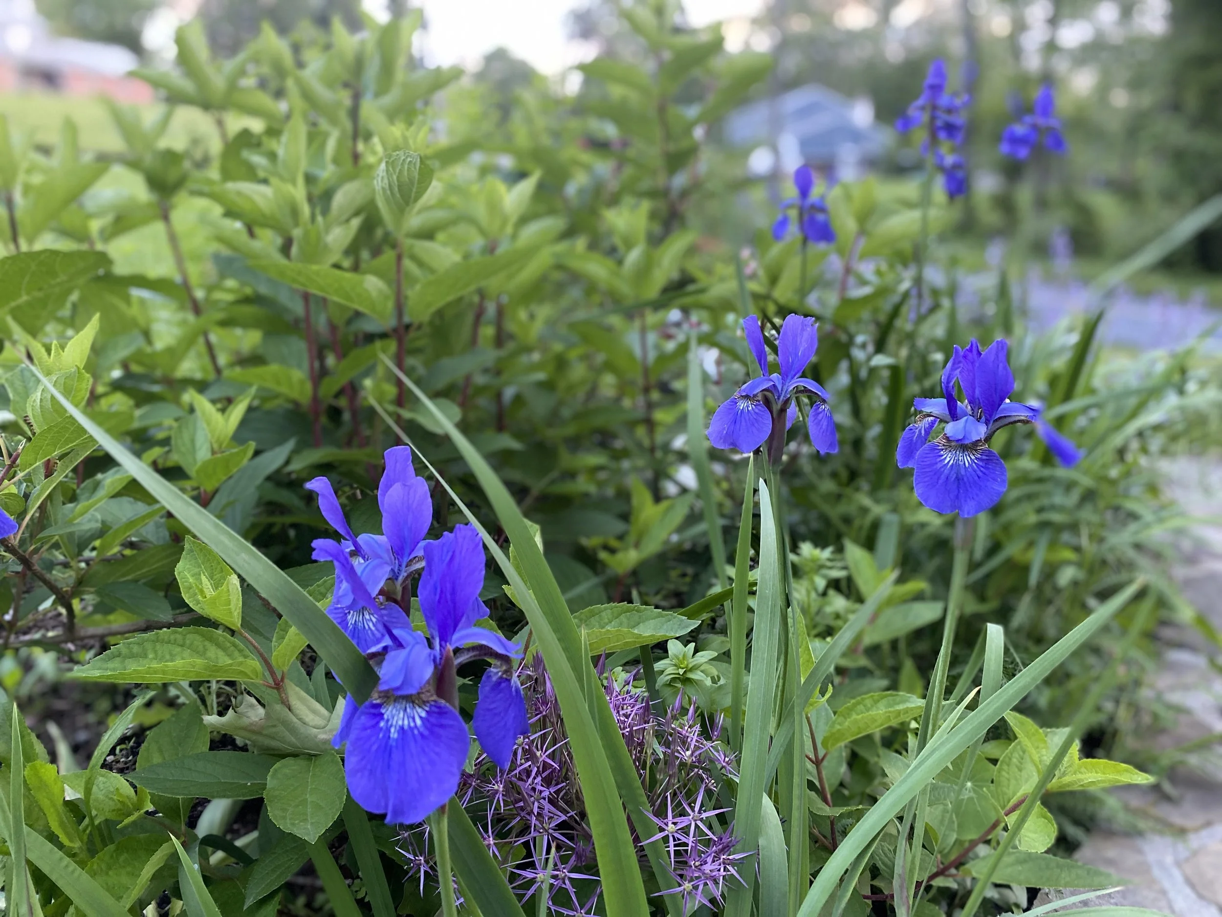 IMG_6275.jpeg