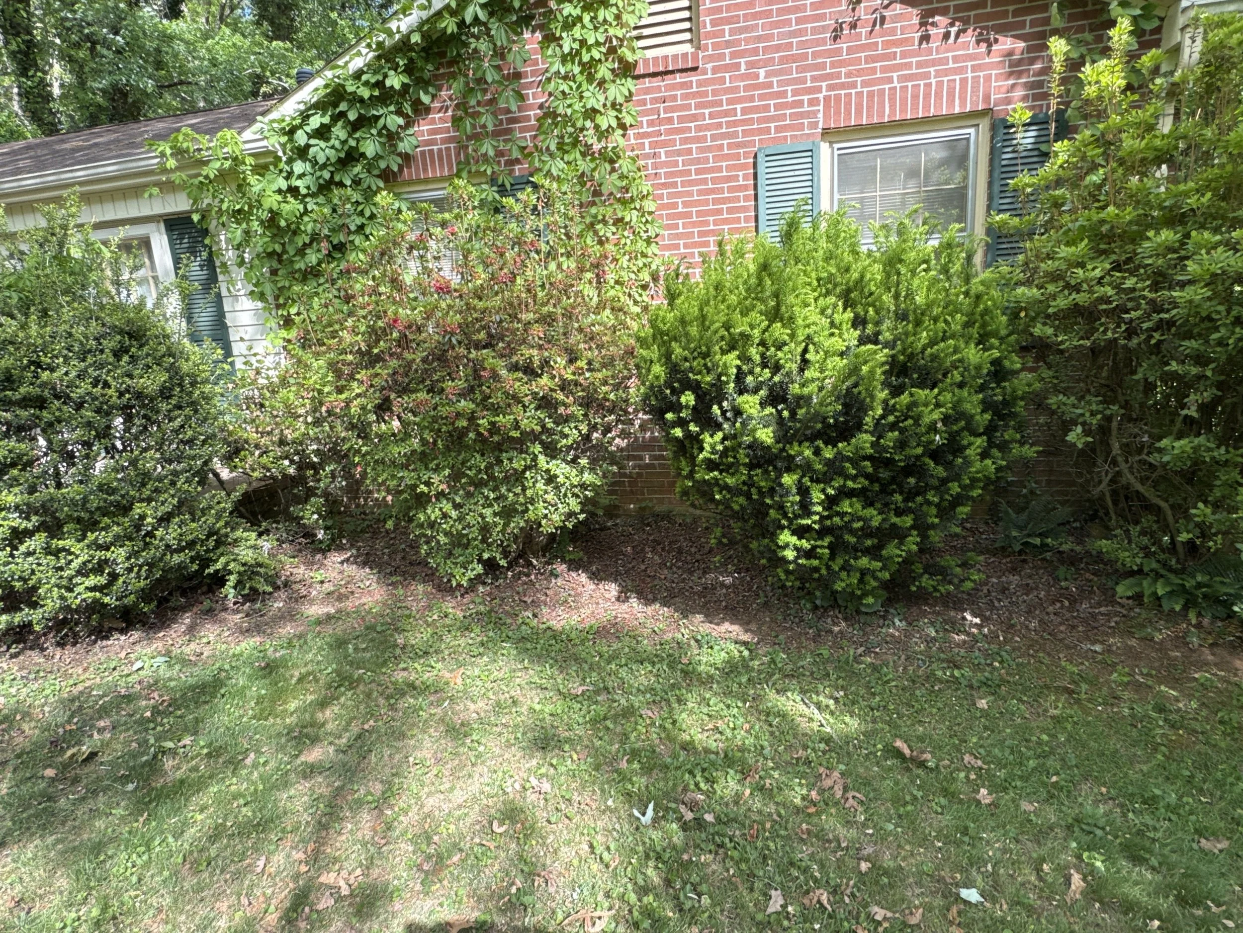 Bushes and trees in front of a brick house with two windows with teal-colored shutters, partially covered by foliage, and a grassy yard.