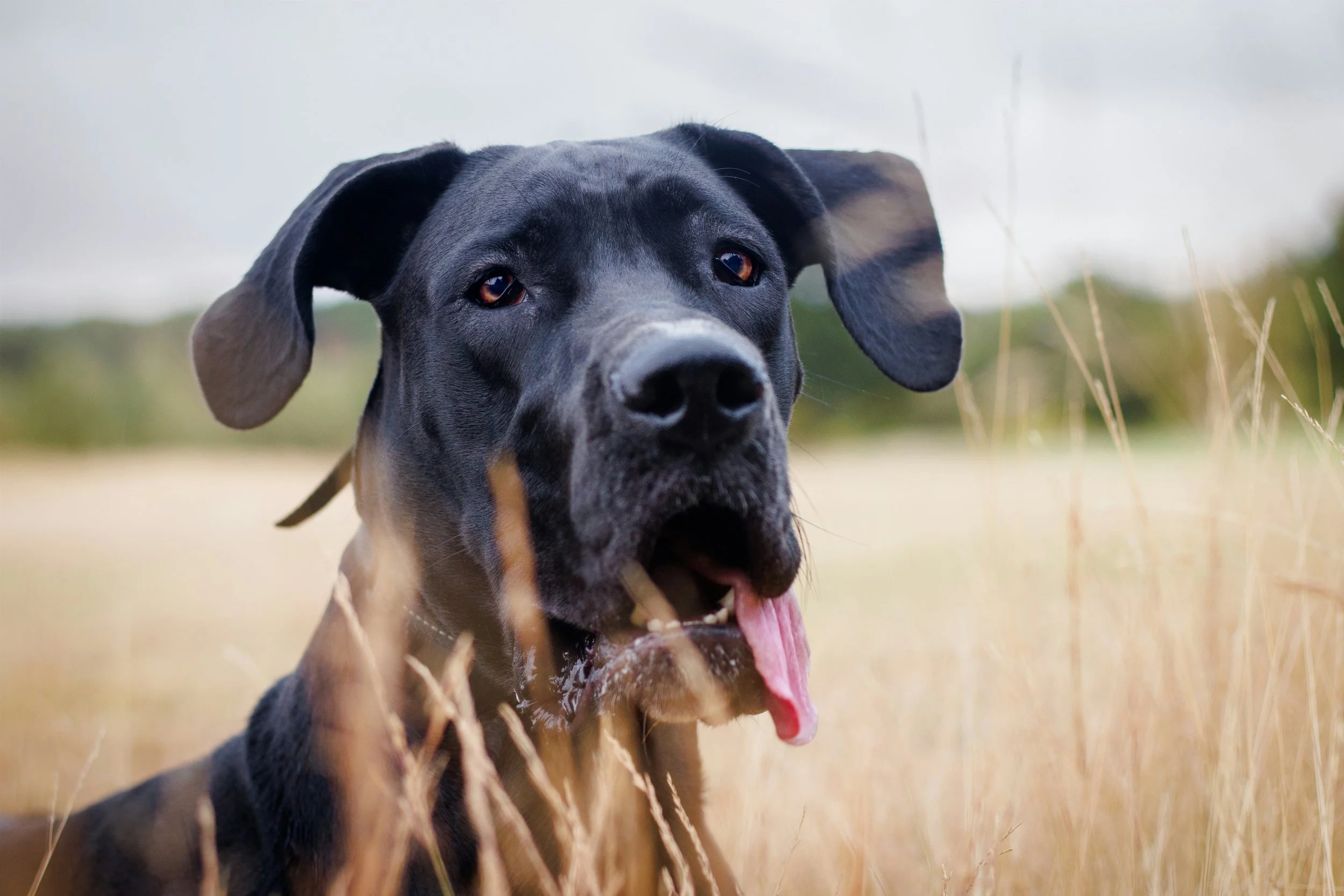 Close-up of a black and tan Great Dane with floppy ears, sticking out its tongue, in a field of tall, dry grass.