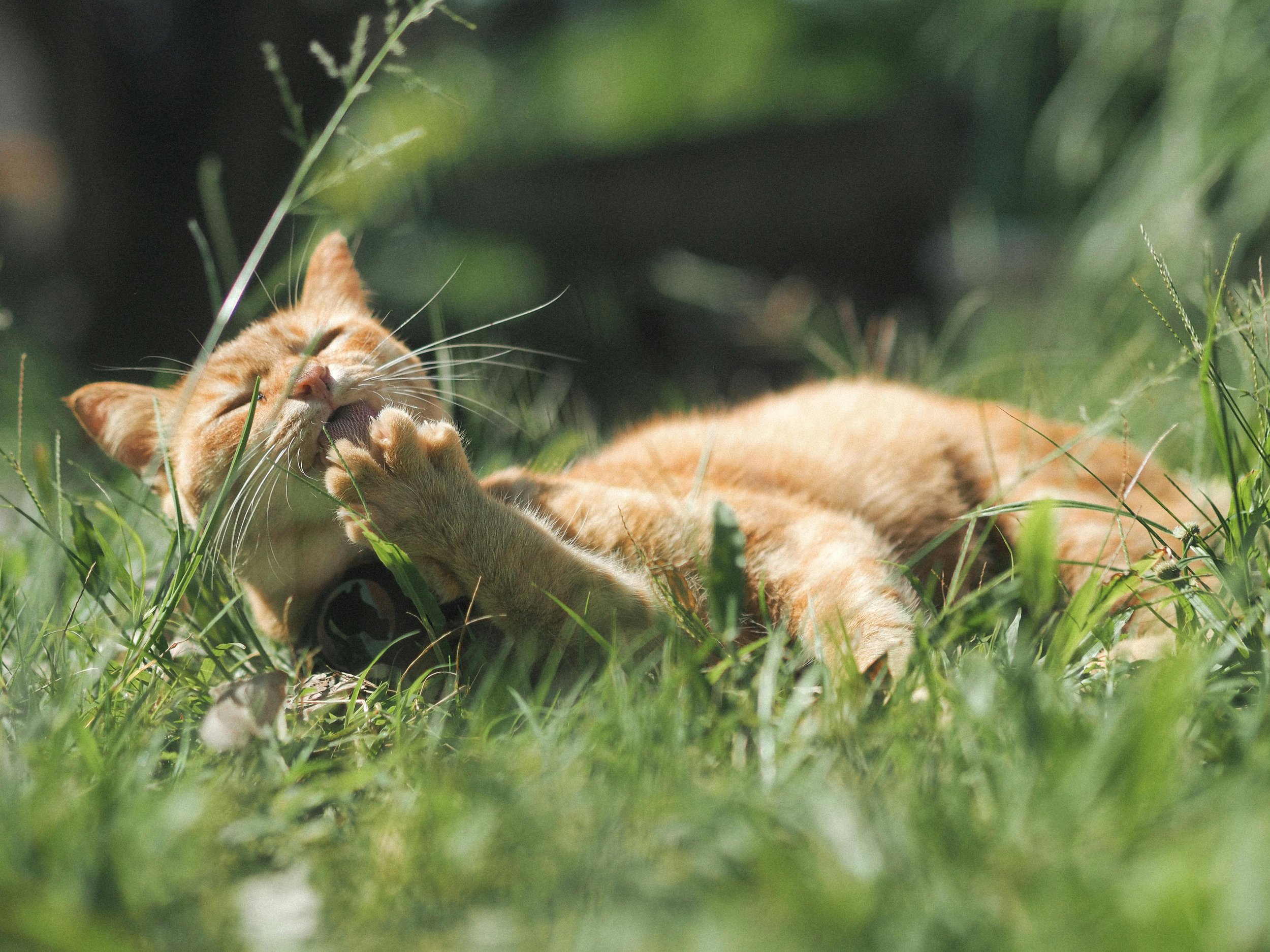 A ginger cat lying on its back in tall grass, grooming itself with its eyes closed.