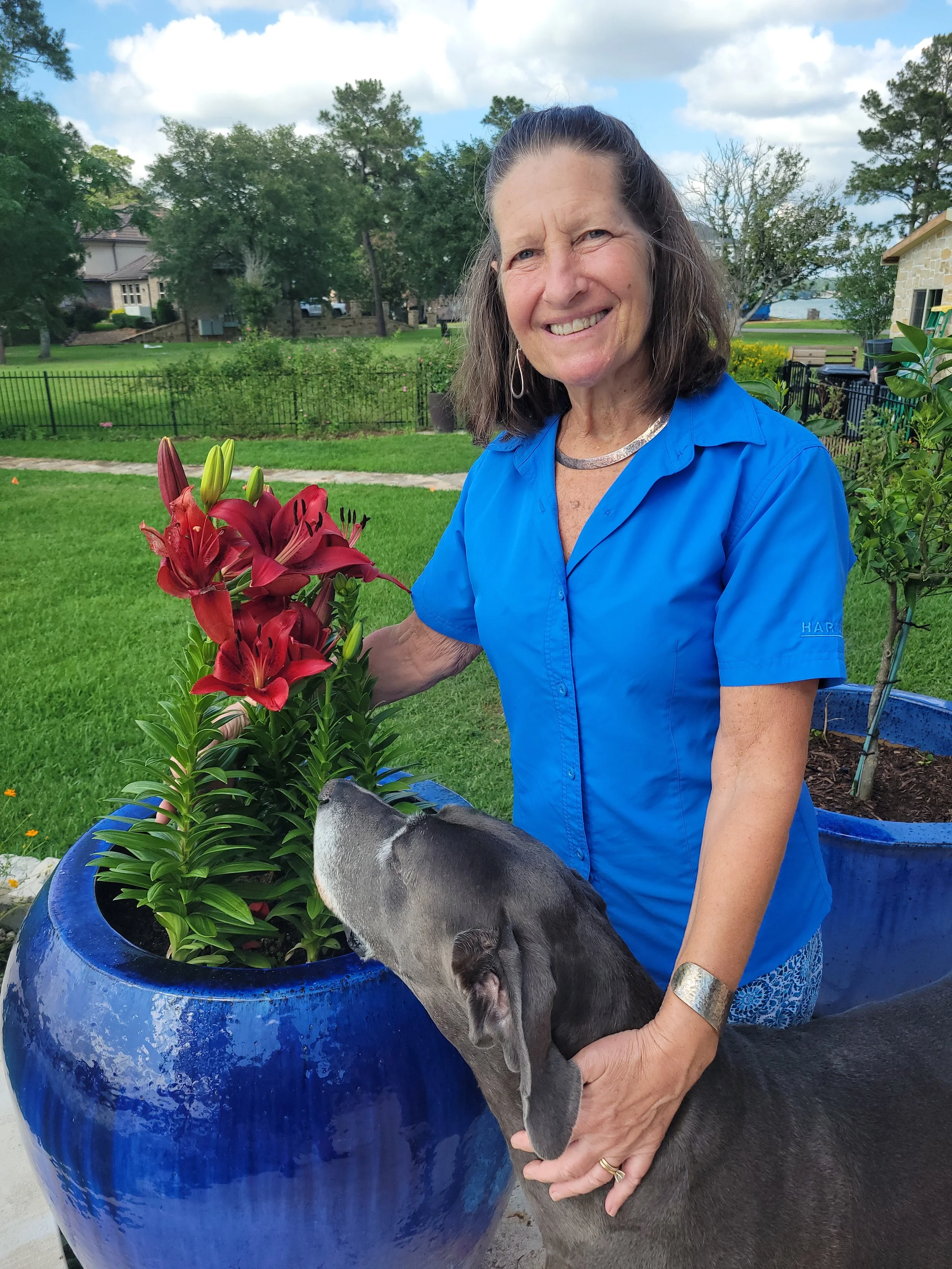 A woman in a blue shirt holding a dog next to a large blue flower pot with red lilies, in a backyard with green grass, trees, and houses in the background.