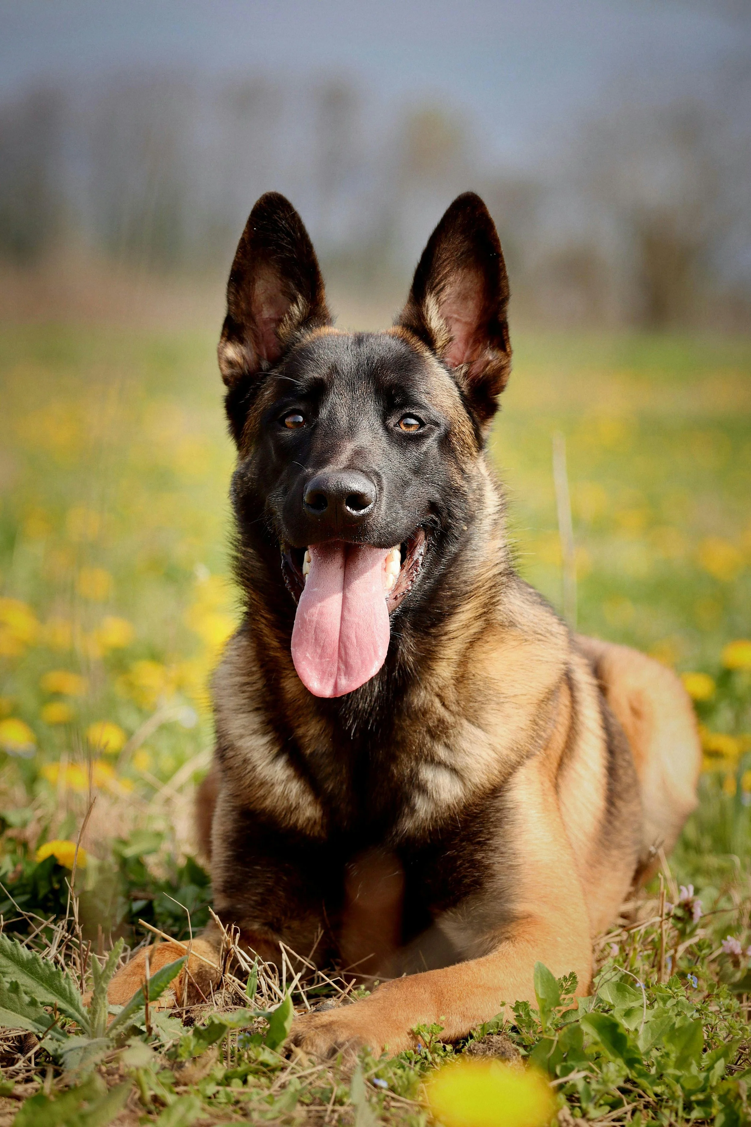 A happy Belgian Malinois dog lying in a field of green grass and yellow flowers with its tongue hanging out.