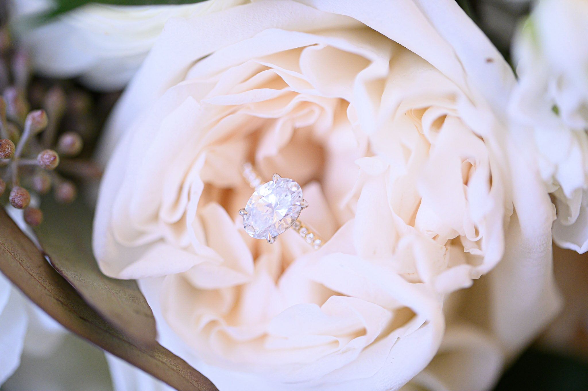 A close-up of a white rose with an engagement ring featuring a large diamond in the center placed inside the flower.