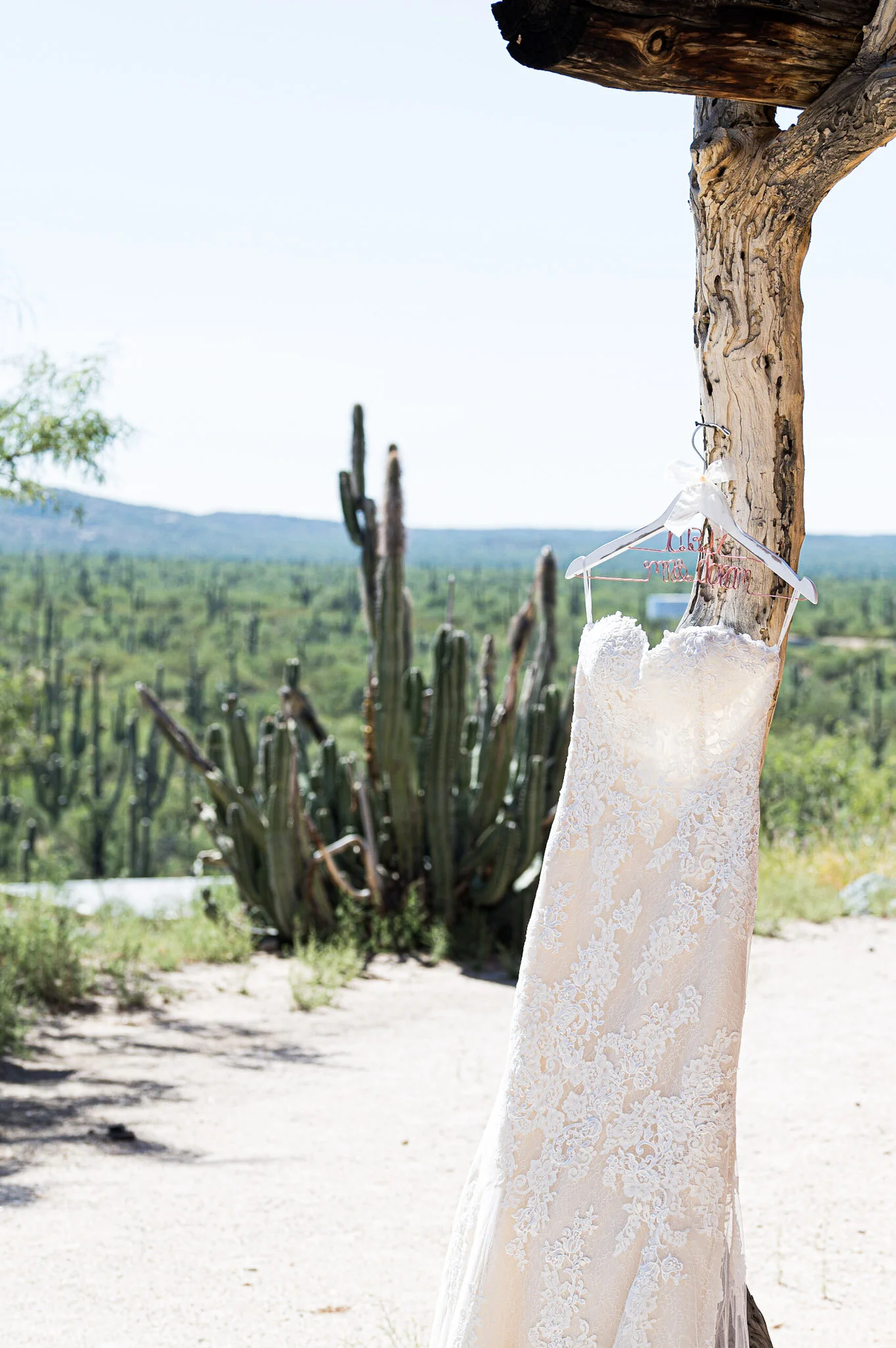A wedding dress hanging on a hangar on a tree trunk with a desert landscape and cacti in the background.