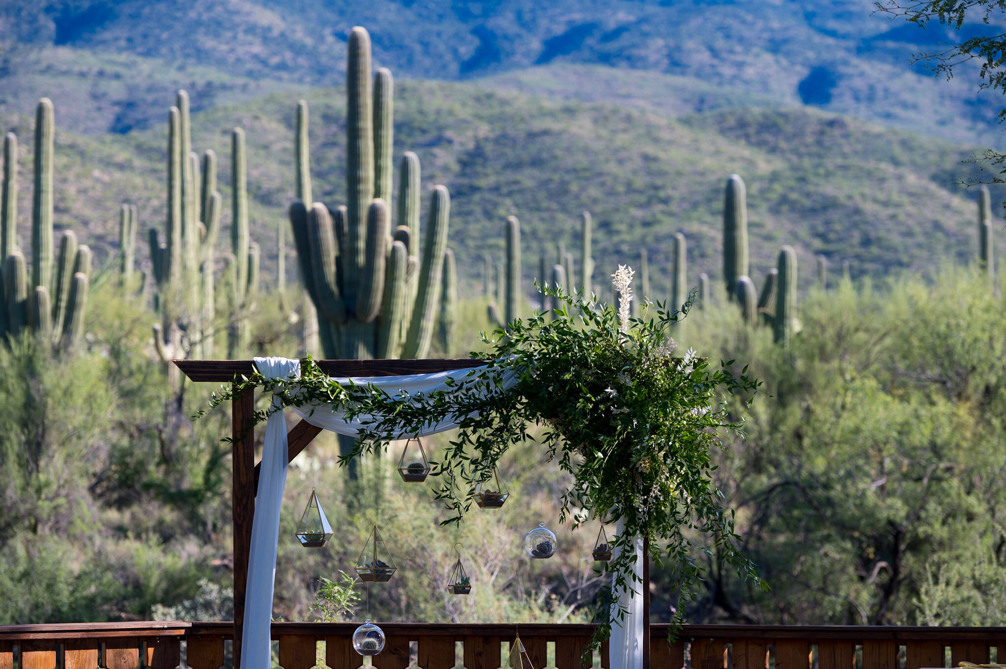 Outdoor desert scene with tall cacti, some with multiple arms, and a backdrop of mountain hills under a blue sky with scattered clouds.