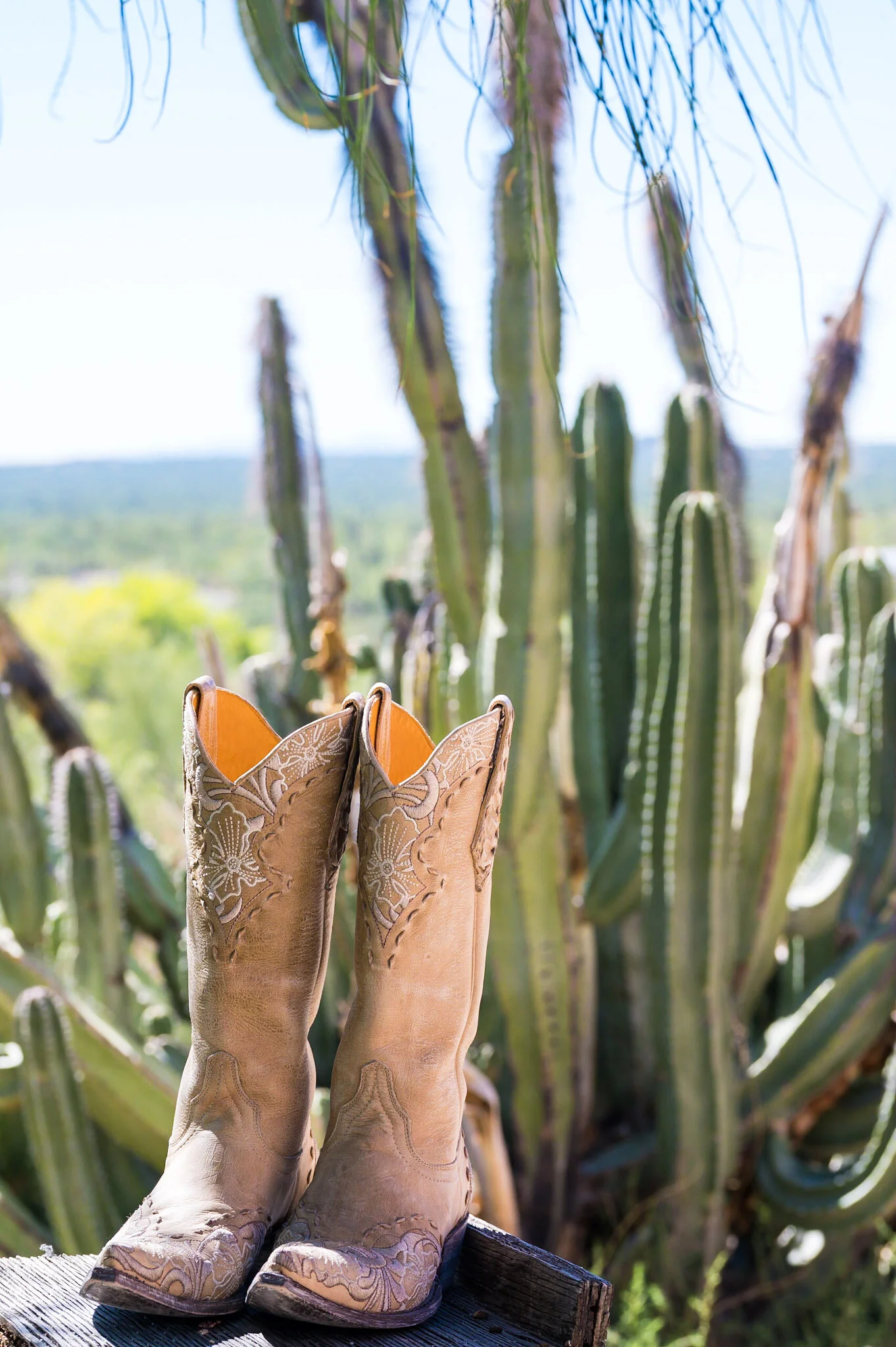 Pair of cowboy boots with intricate embroidery, placed on a wooden surface in front of tall cactus plants outdoors.