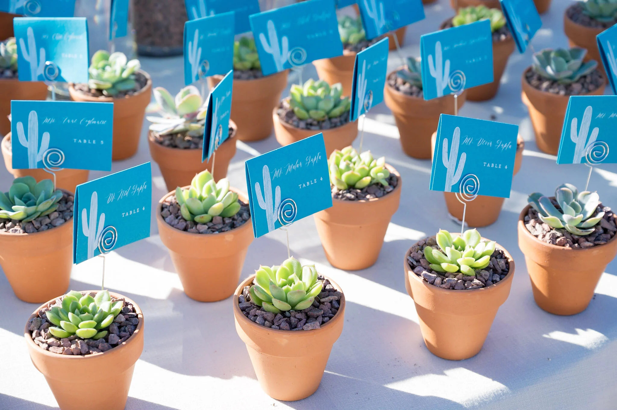 Multiple small terracotta pots containing green succulents, each with a blue table number card with a cactus illustration, arranged on a white surface.