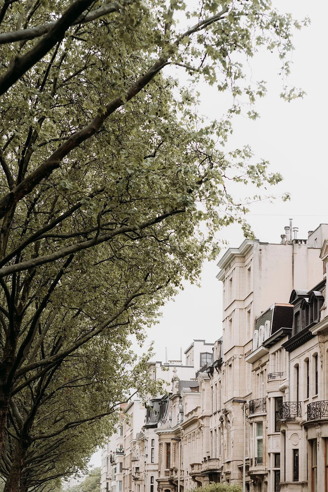 Street view of classic European-style buildings with wrought iron balconies, under a row of leafy trees on a cloudy day.