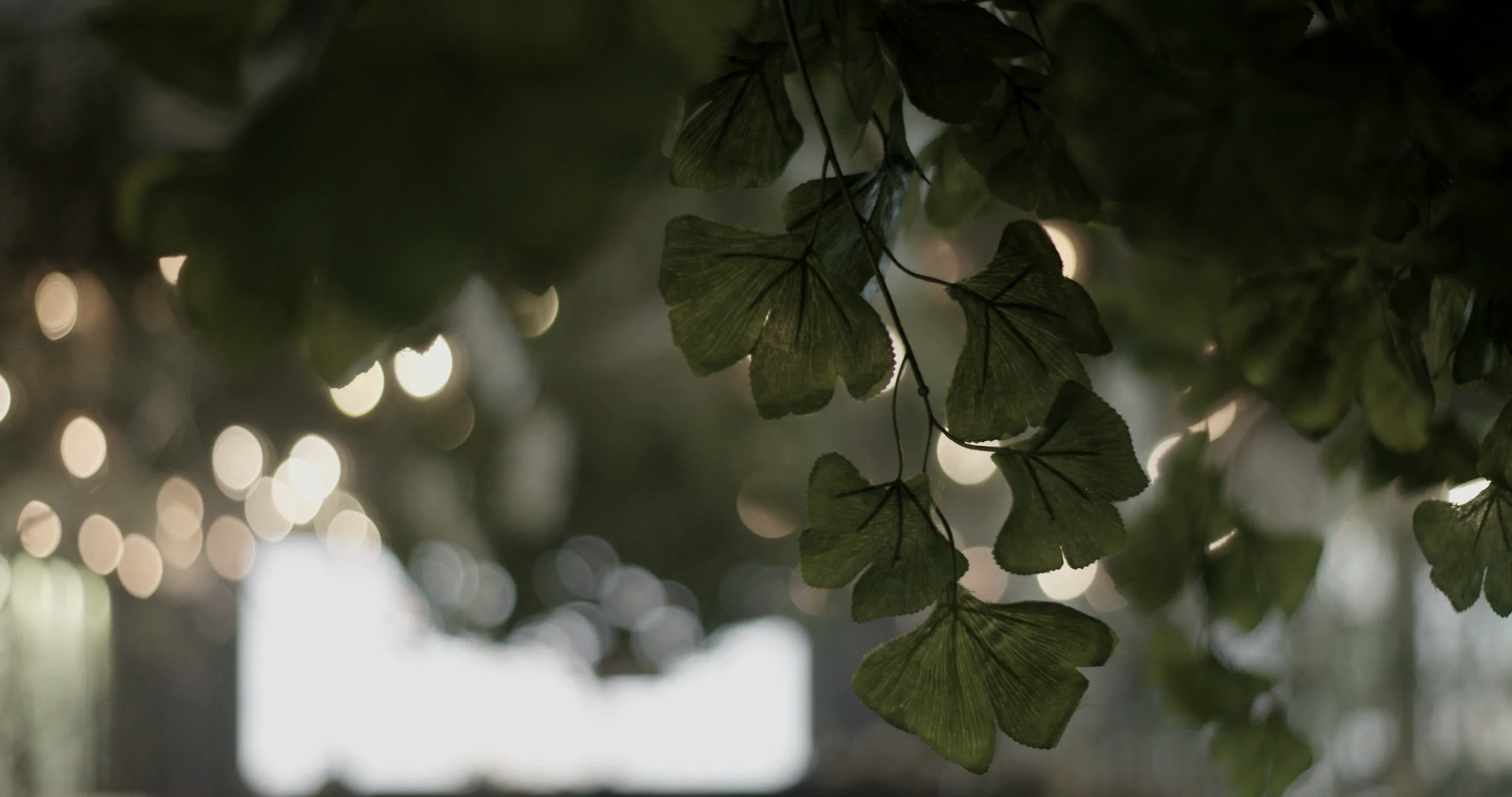 Close-up of green leaves hanging, with blurred bright light spots in the background.