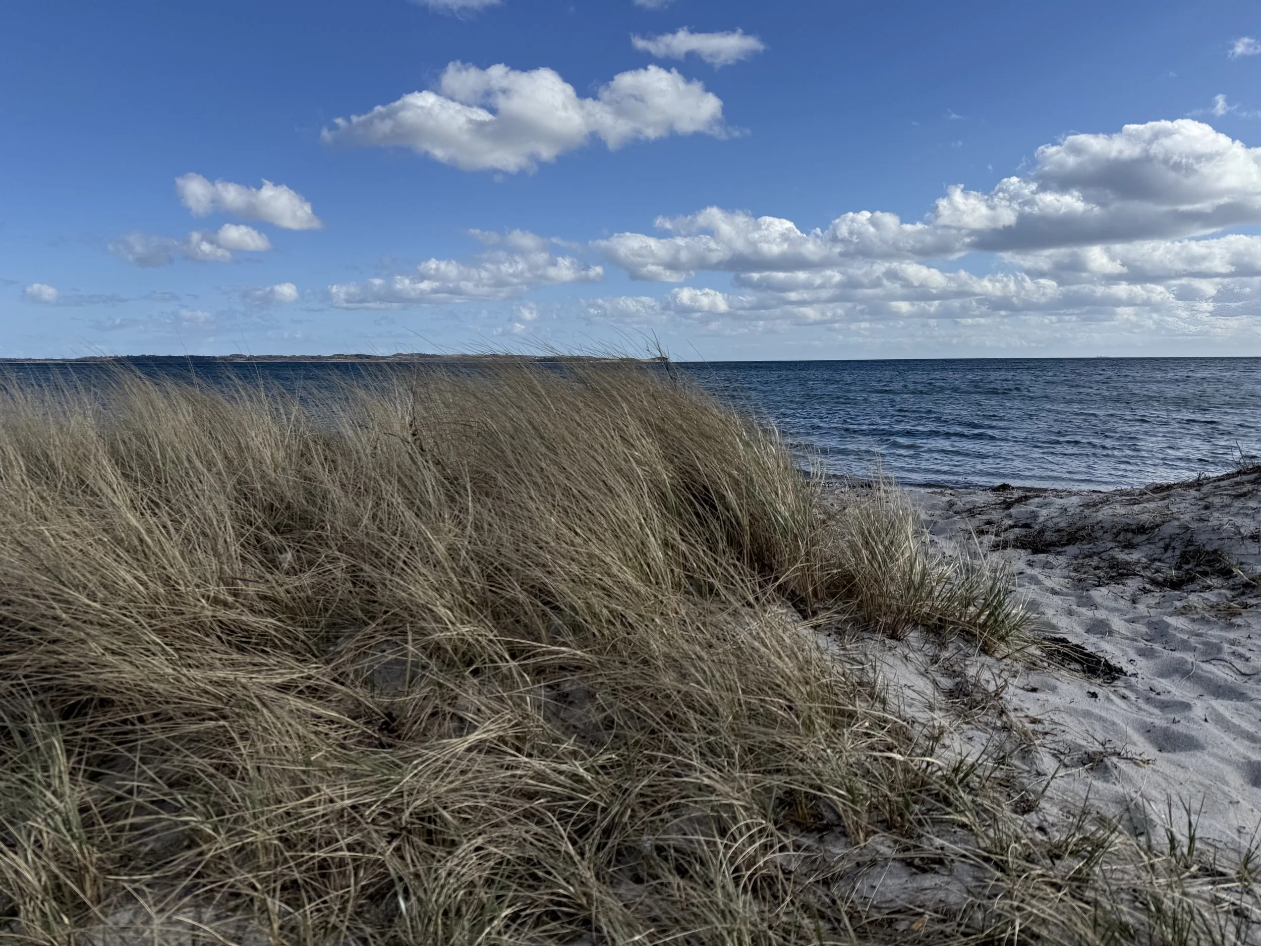 Beach with tall grass in the foreground, rocky shoreline, and the Baltic Sea in Denmark under a partly cloudy blue sky.