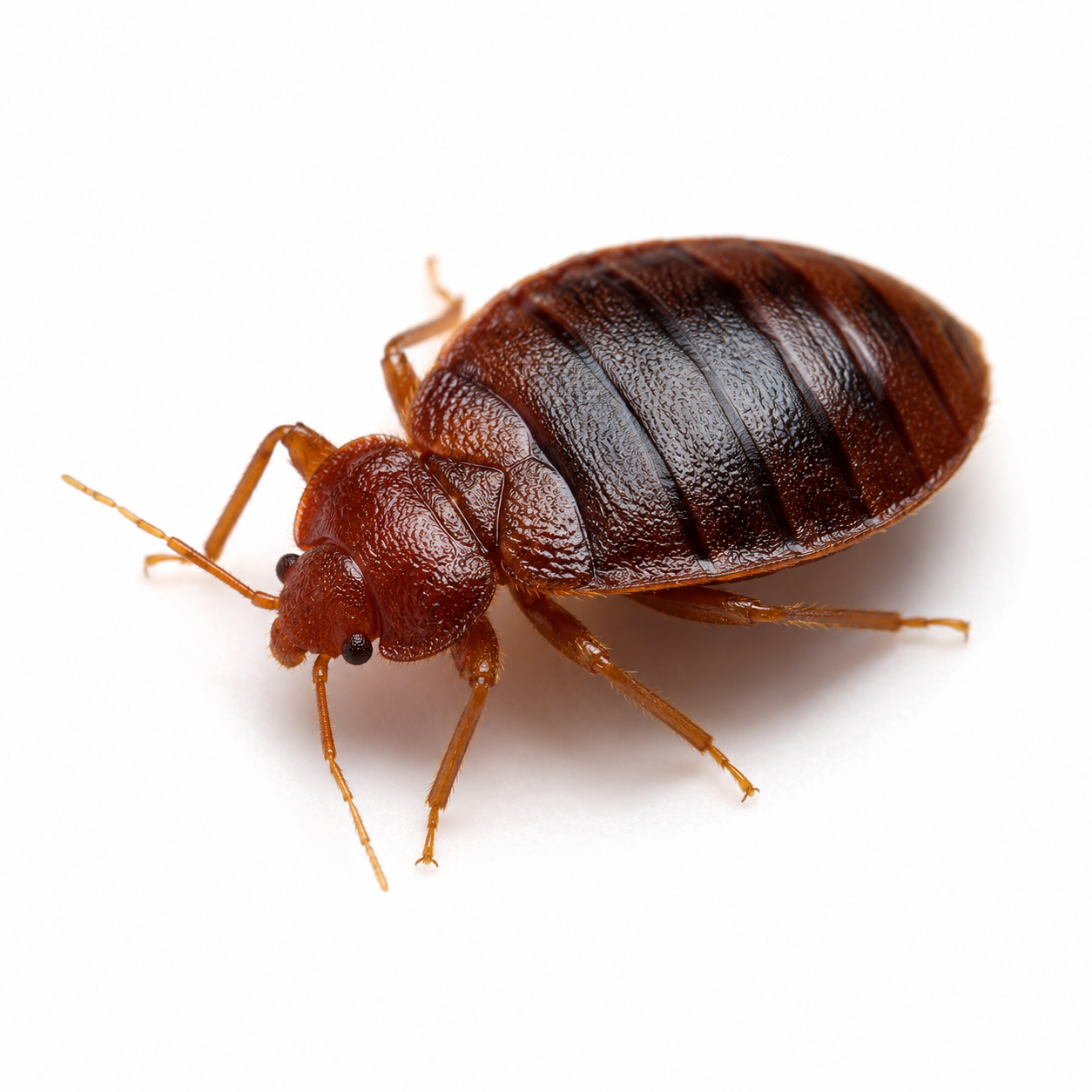 Bed Bug treatment