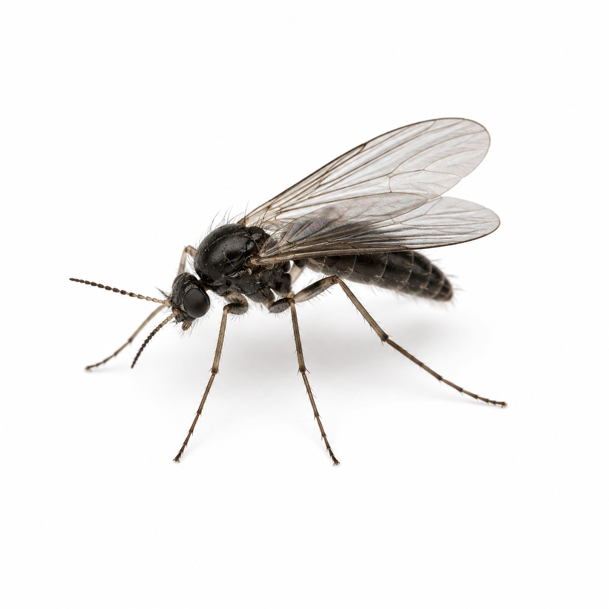 Gnat treatment