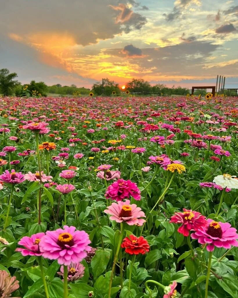 Zinnias-Small.jpg