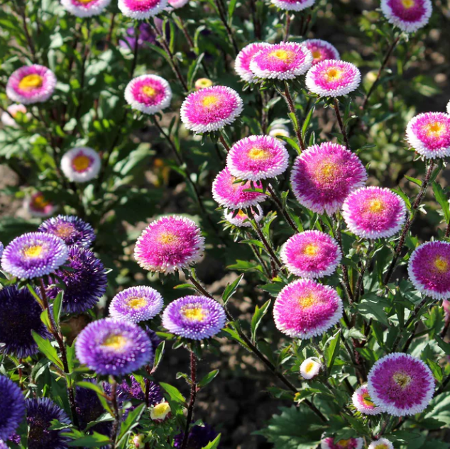 Aster Flowers.png