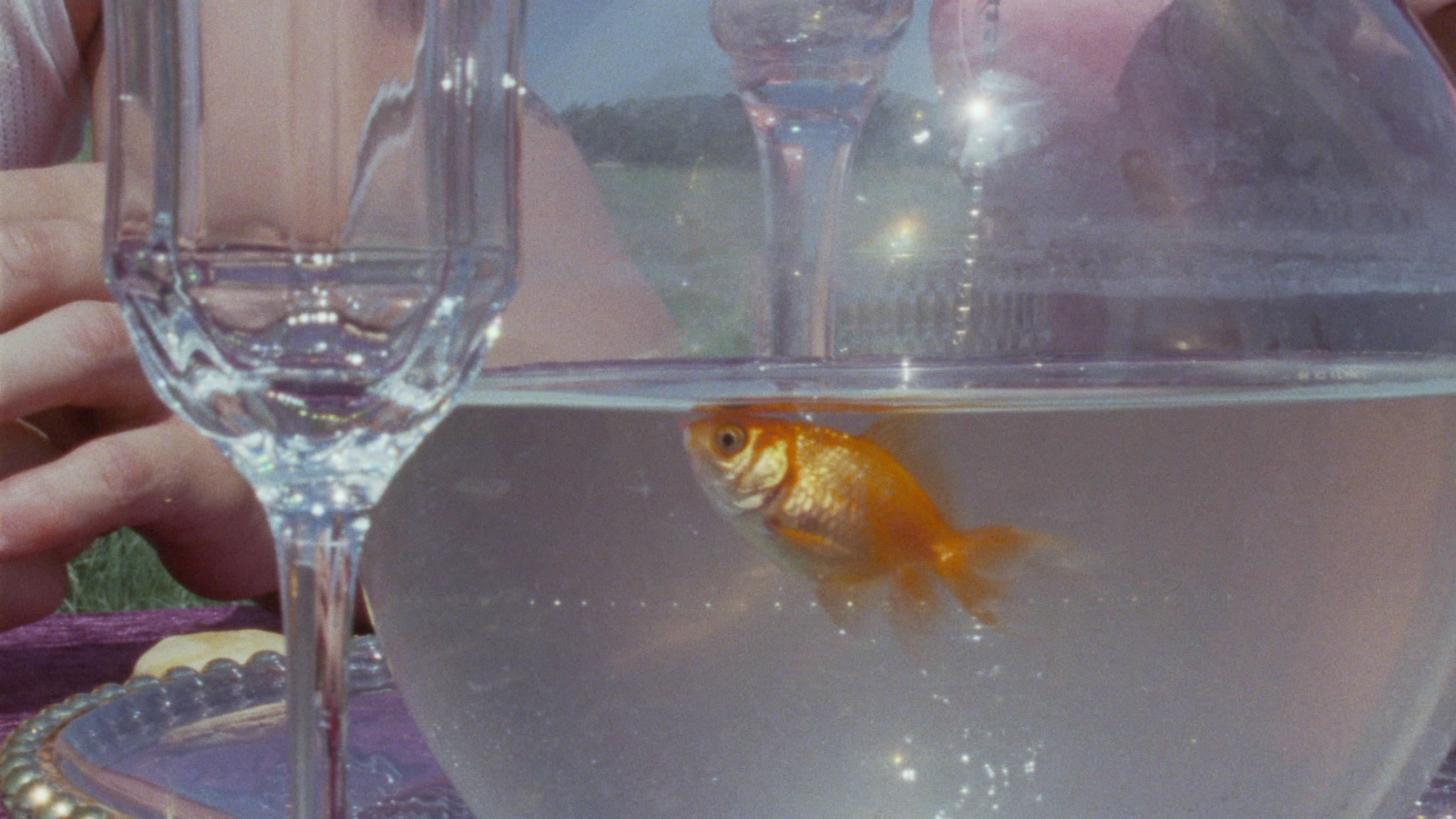 A goldfish in a small clear tank, a hand holding a wine glass in front of the tank, and a person wearing a floral shirt, with an outdoor grassy area and trees reflected in the tank. The photo has a dreamy, slightly blurred quality.