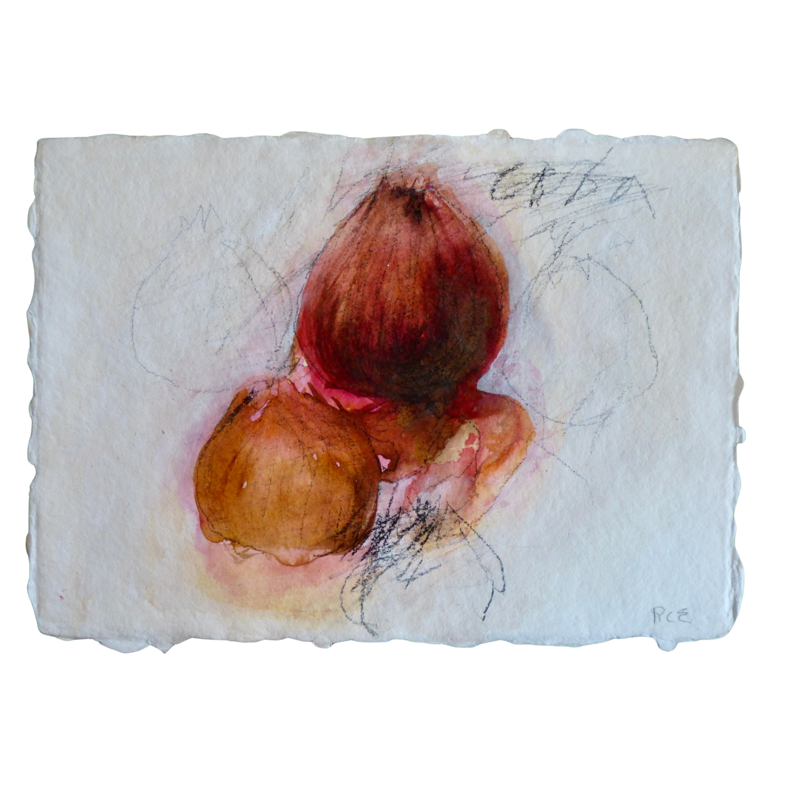 Ceba // Oignon