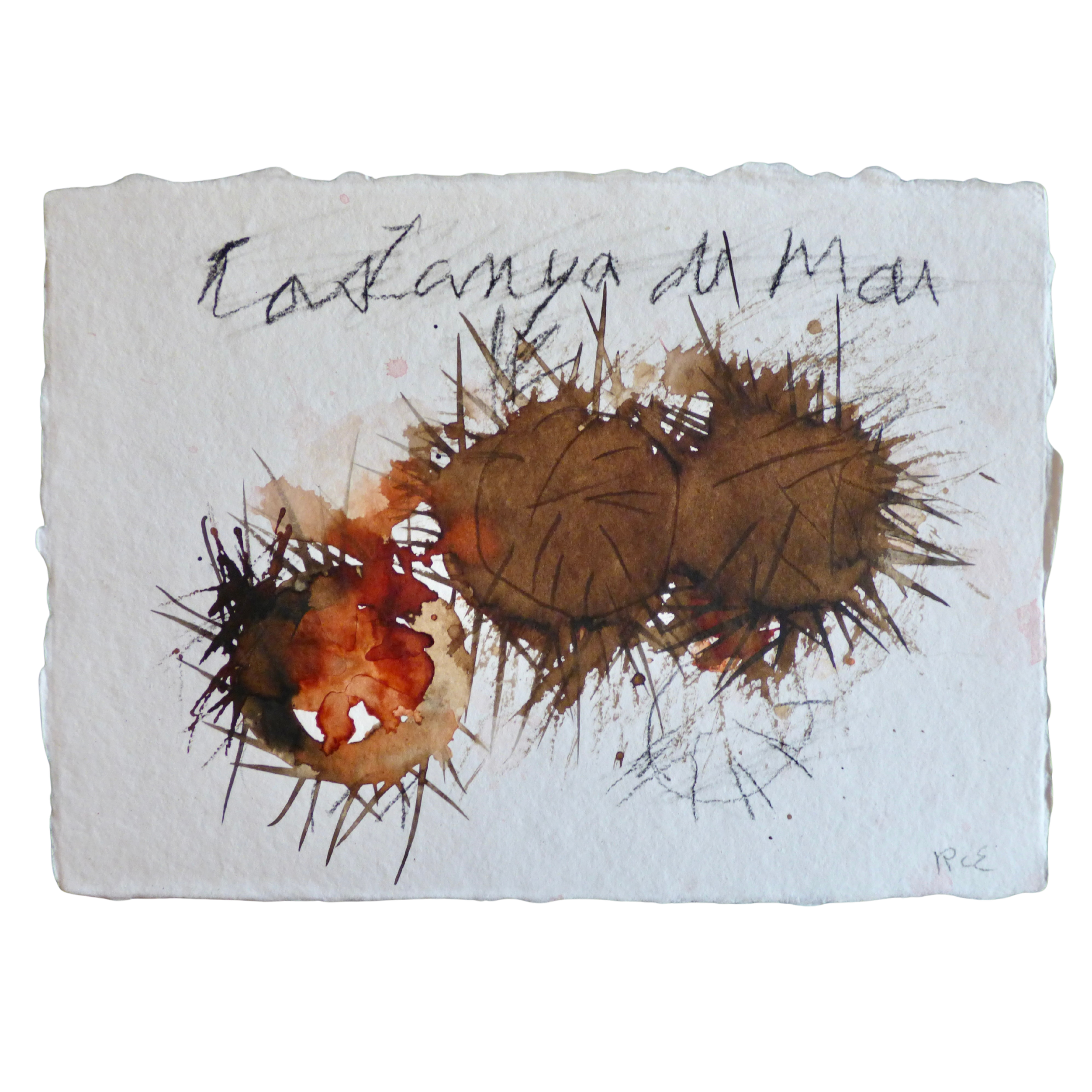 Castanya de mar // Oursins