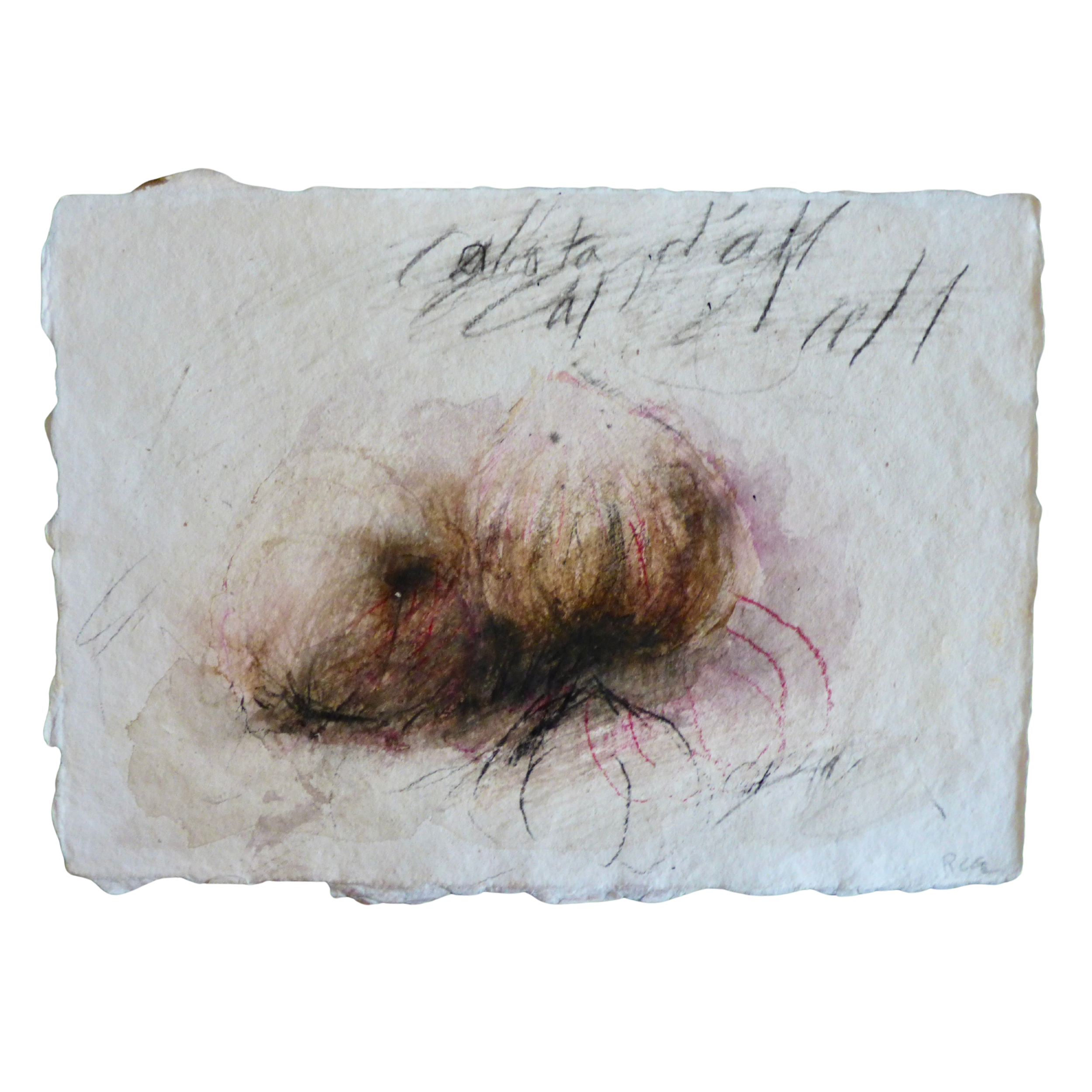 Cabota d'all // Gousse d'ail