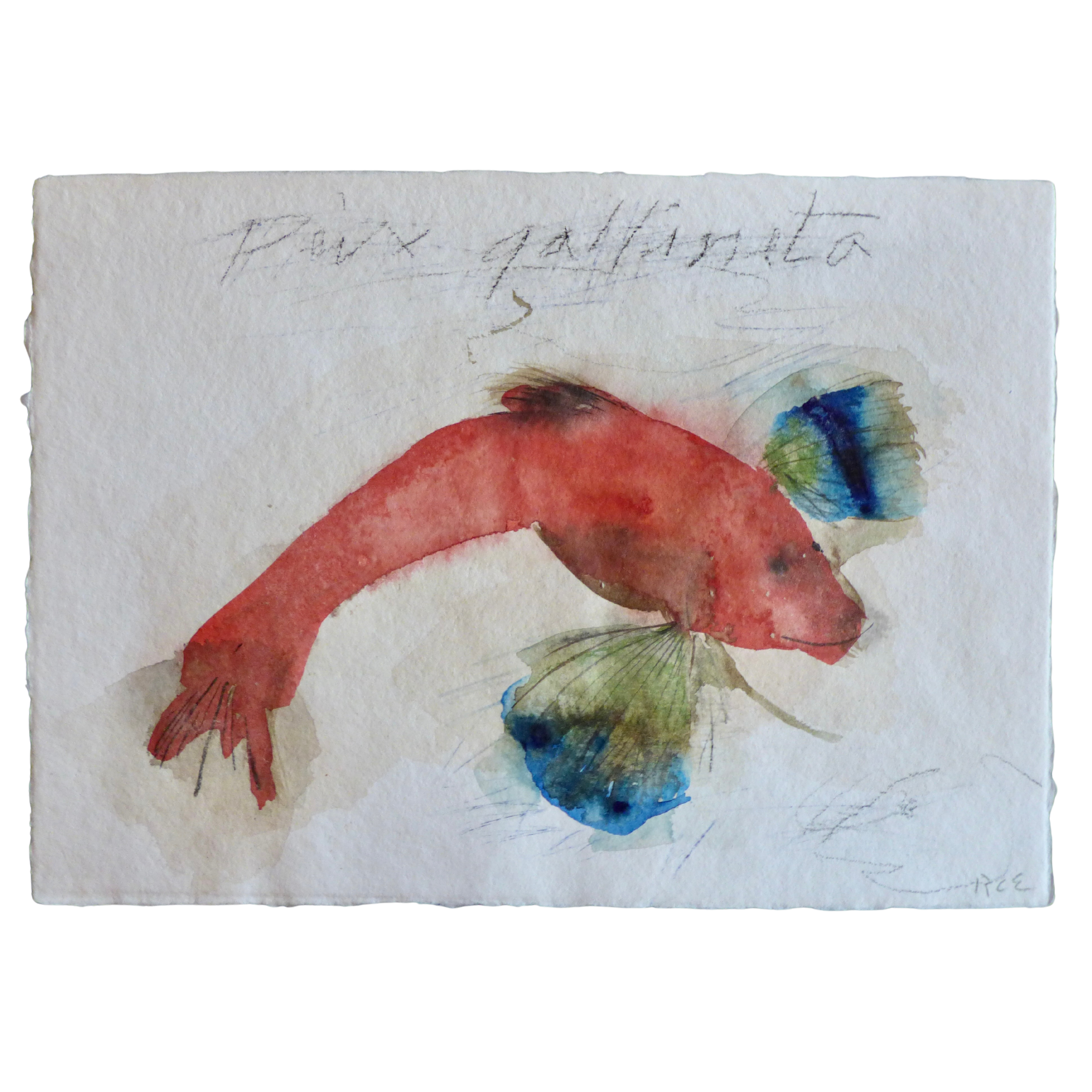 Peix Gallineta // Galinette