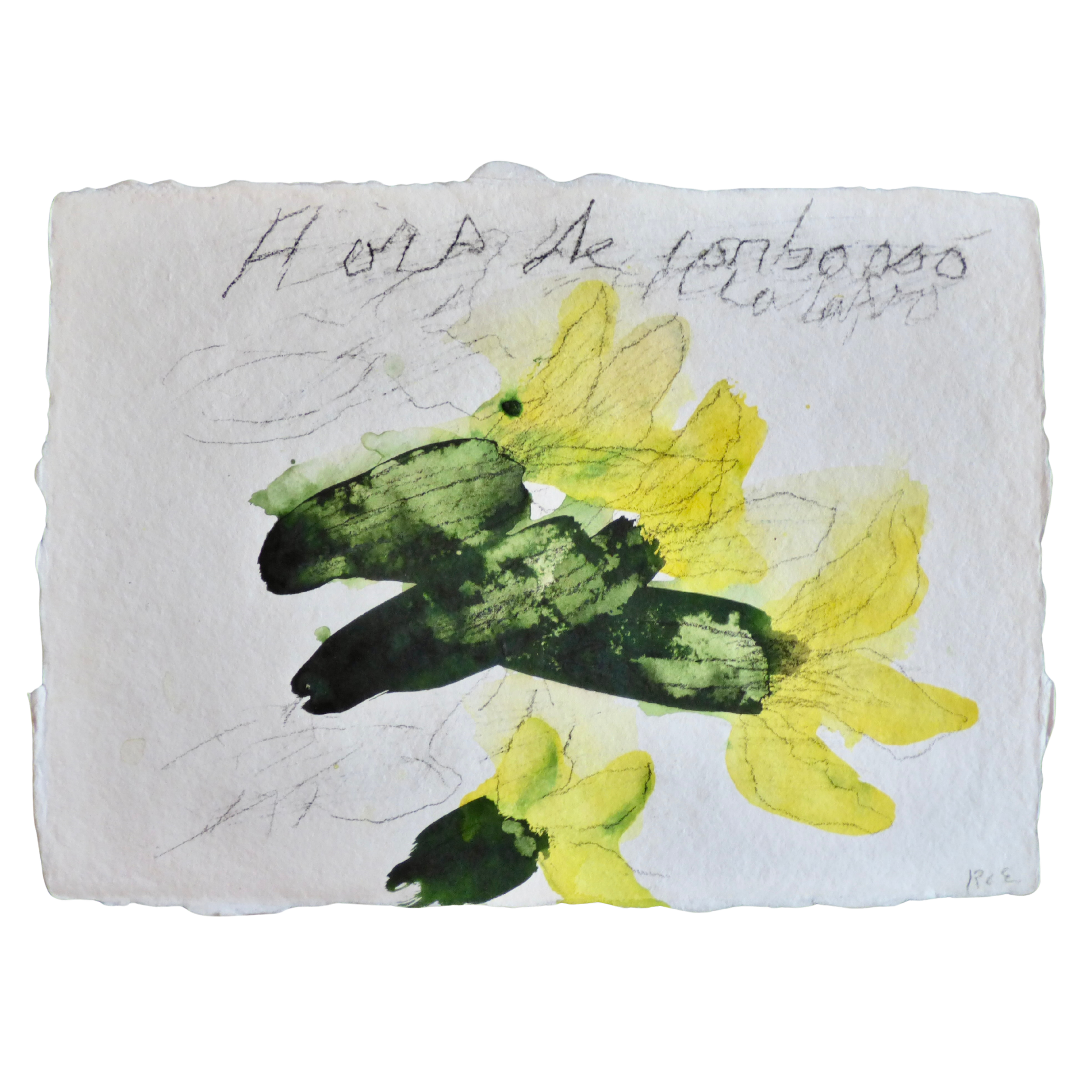Flors d'albergínia // Fleurs d'aubergine