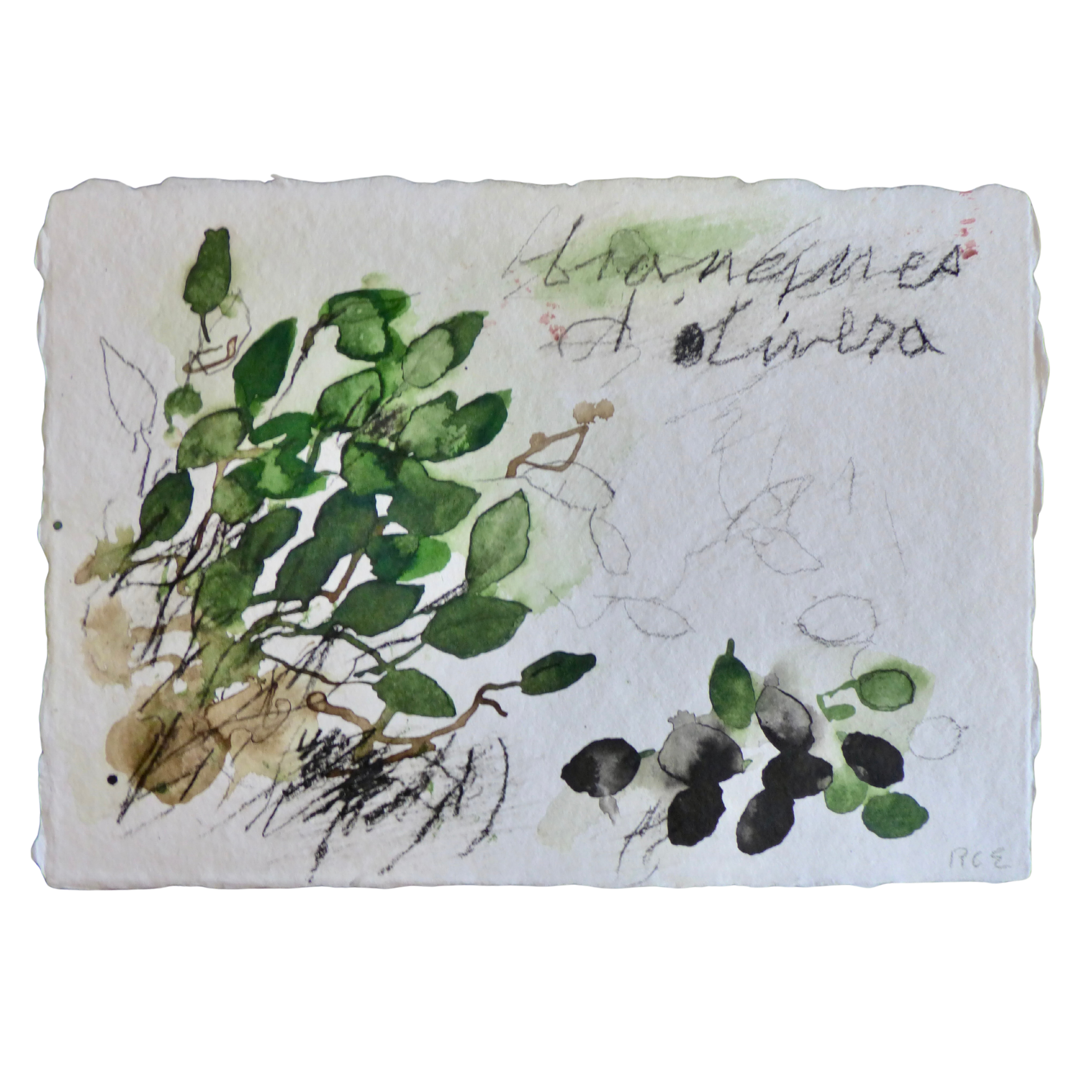 Branques d'olivera // Branche d'olivier