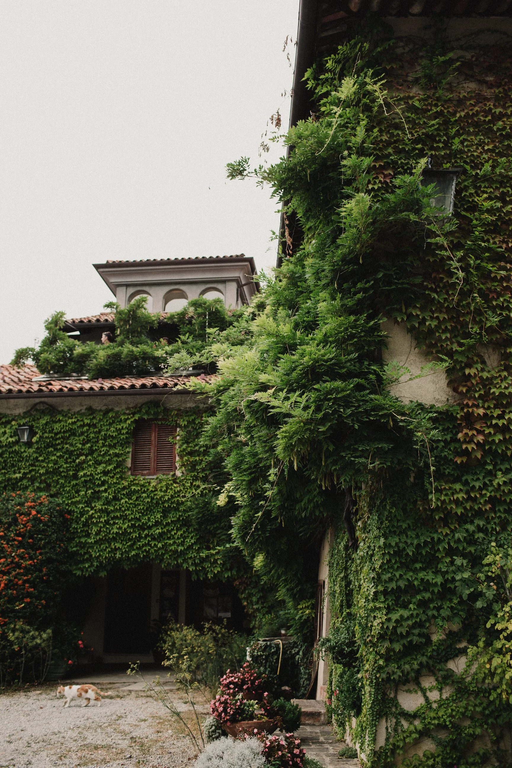 Giardino con piante verdi, fiori rosa, una casetta e un gatto bianco e arancione che cammina sul terreno.