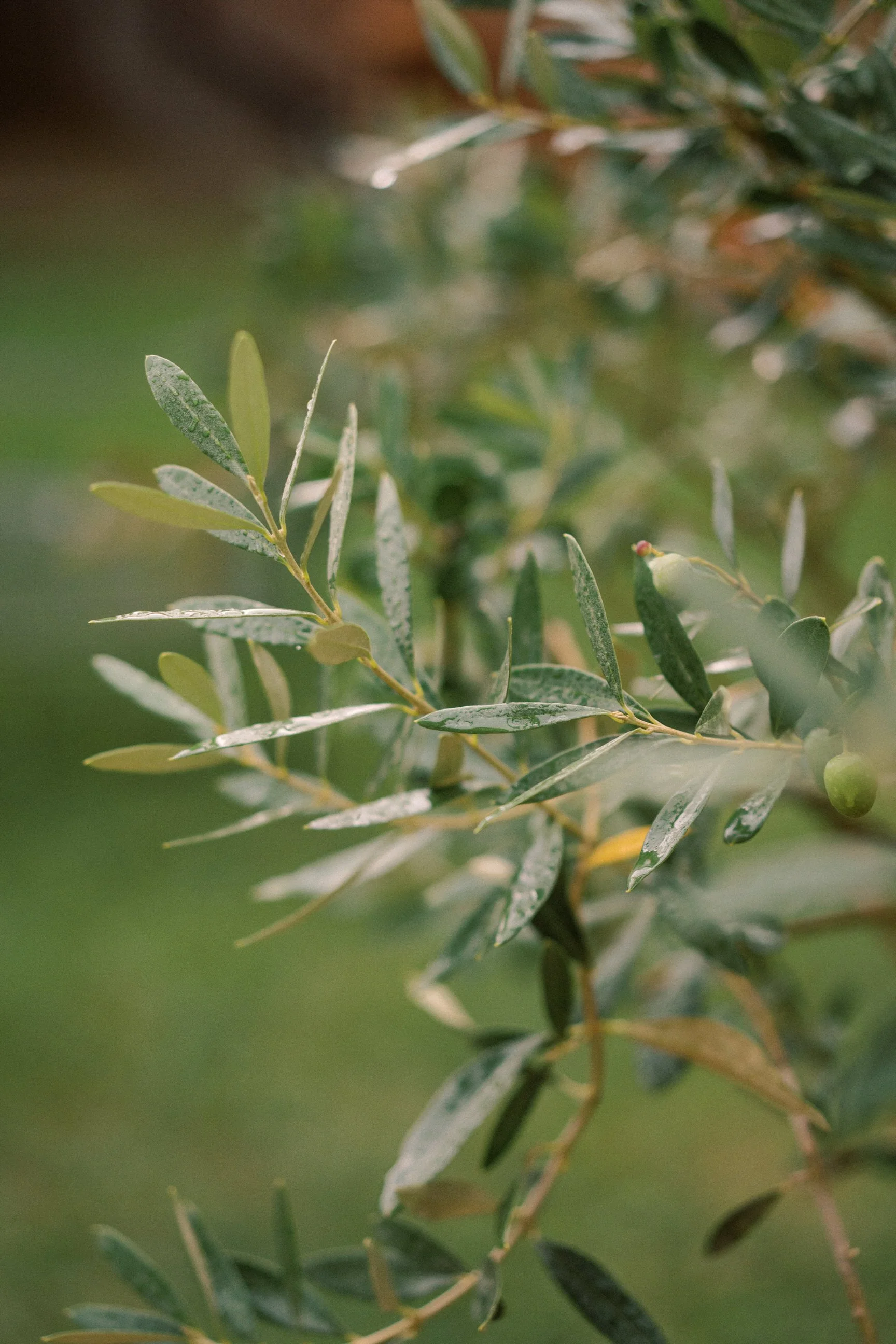 jewish-wedding-tuscany-borgo-scopeto 0097.JPG