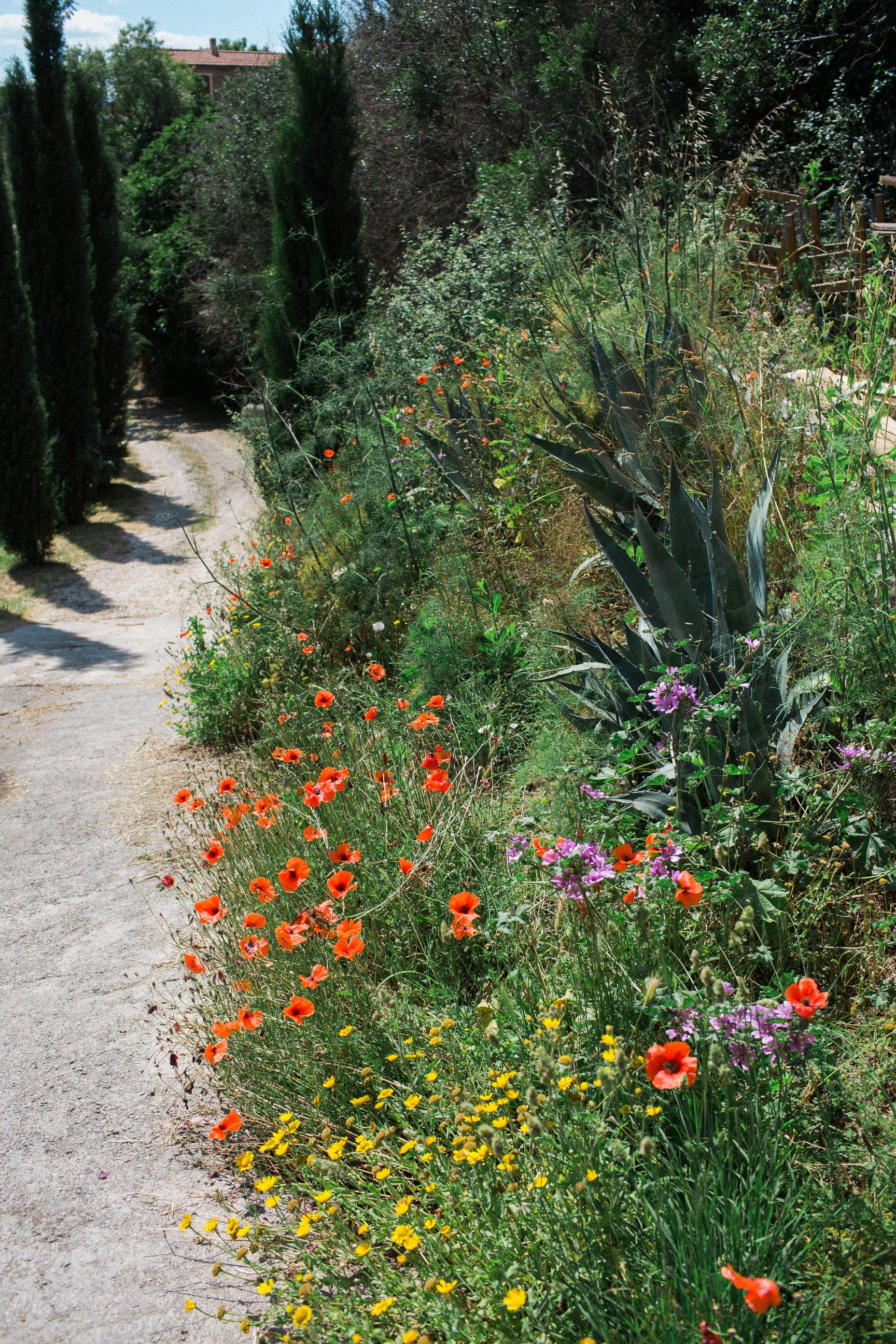 il-baciarino-wedding-in-maremma-tuscany 0002.JPG