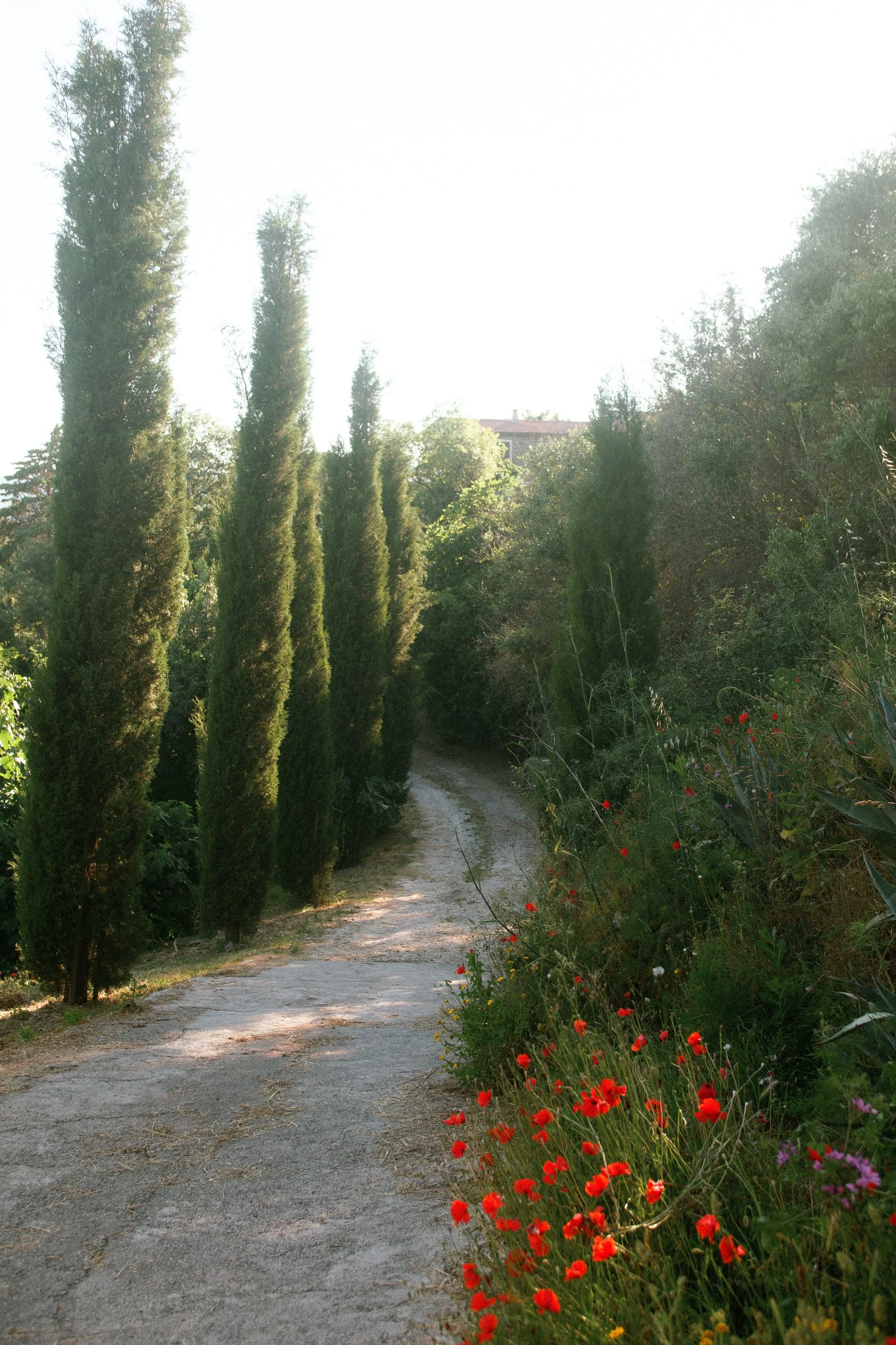 il-baciarino-wedding-in-maremma-tuscany 0126.JPG