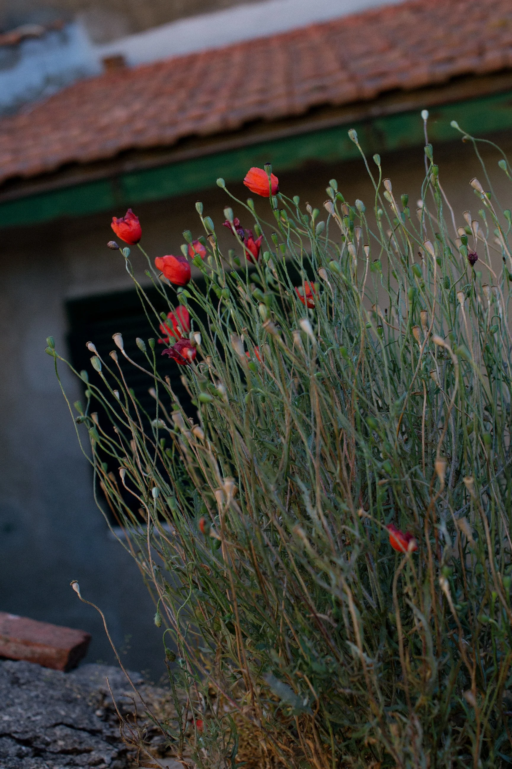 il-baciarino-wedding-in-maremma-tuscany 0133.JPG