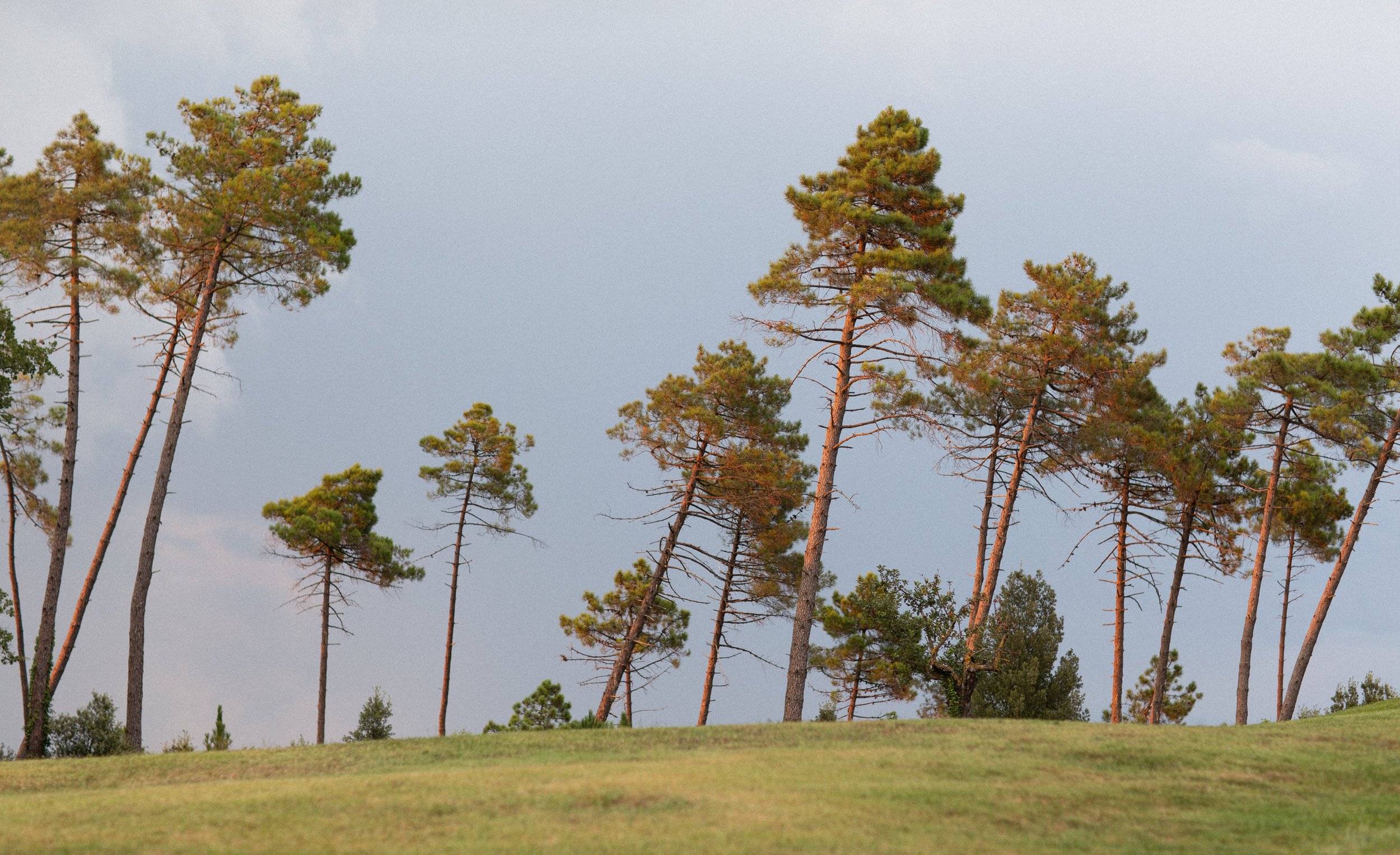 Alberi di pino ai margini di un prato verde sotto un cielo nuvoloso.