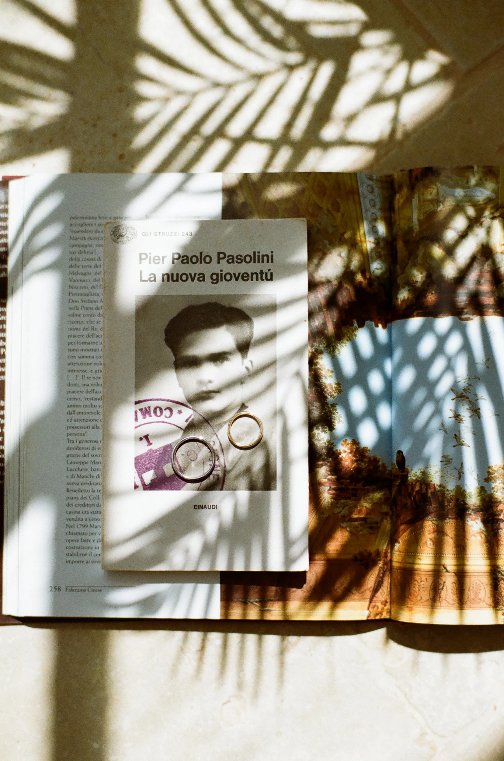 Una rivista aperta con un libro intitolato 'La nuova gioventù' di Pier Paolo Pasolini copertina con un'immagine di un volto di uomo giovane. Ombre di foglie proiettate sulla pagina e sull'immagine, su uno sfondo di superficie bianca.