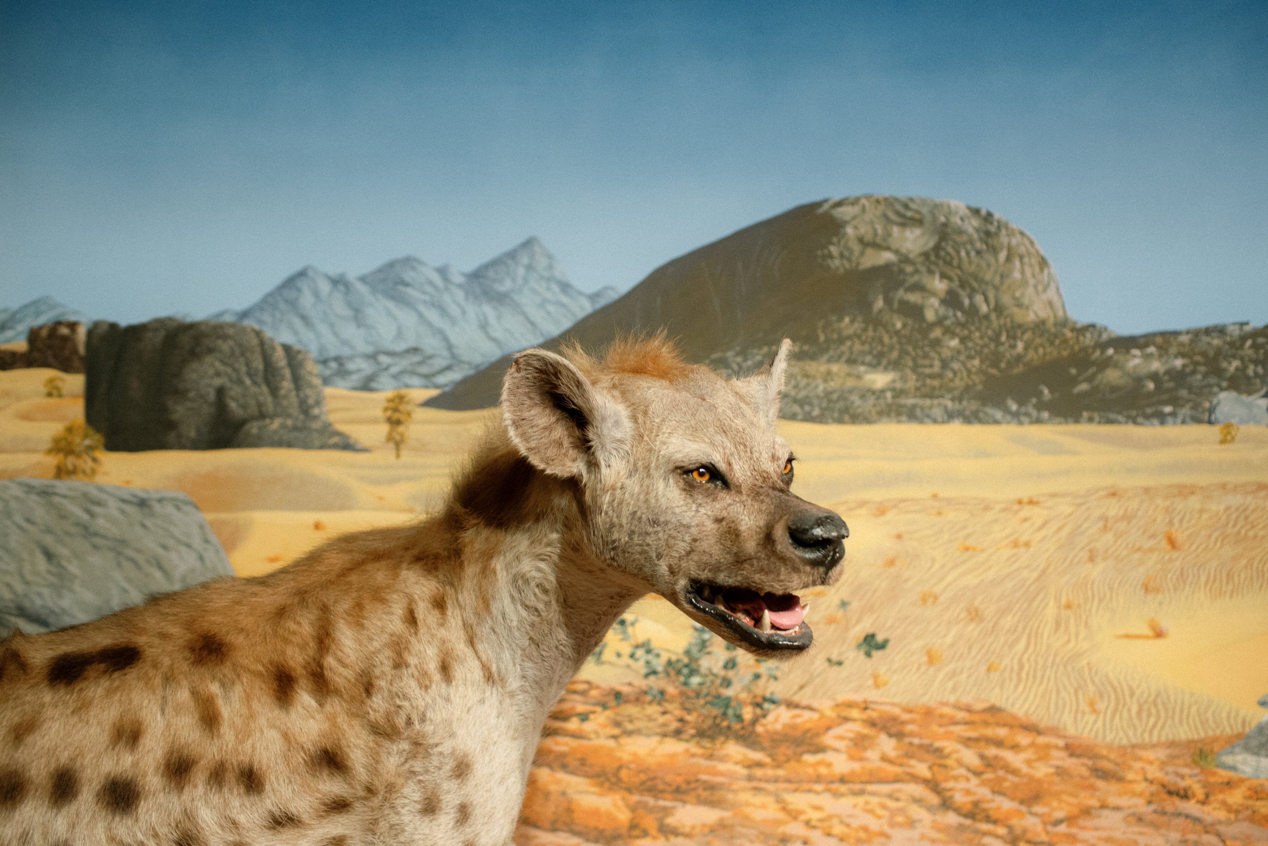 italian-wedding-taxidermy-museum 0082.jpg