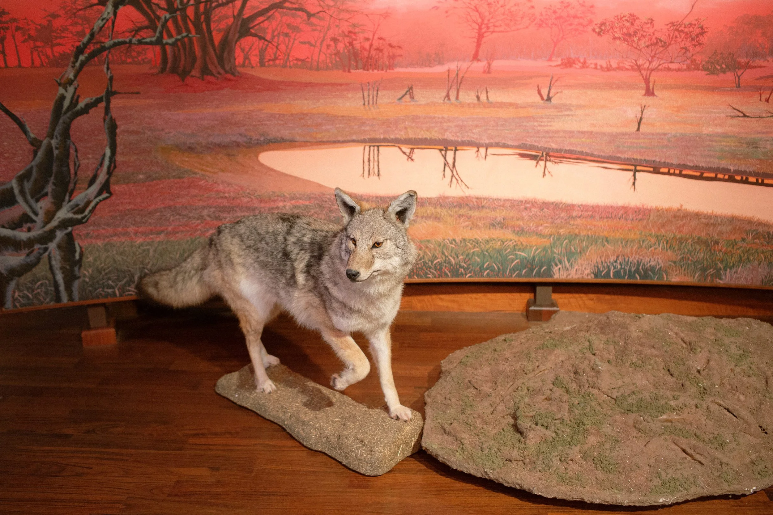 italian-wedding-taxidermy-museum 0081.jpg