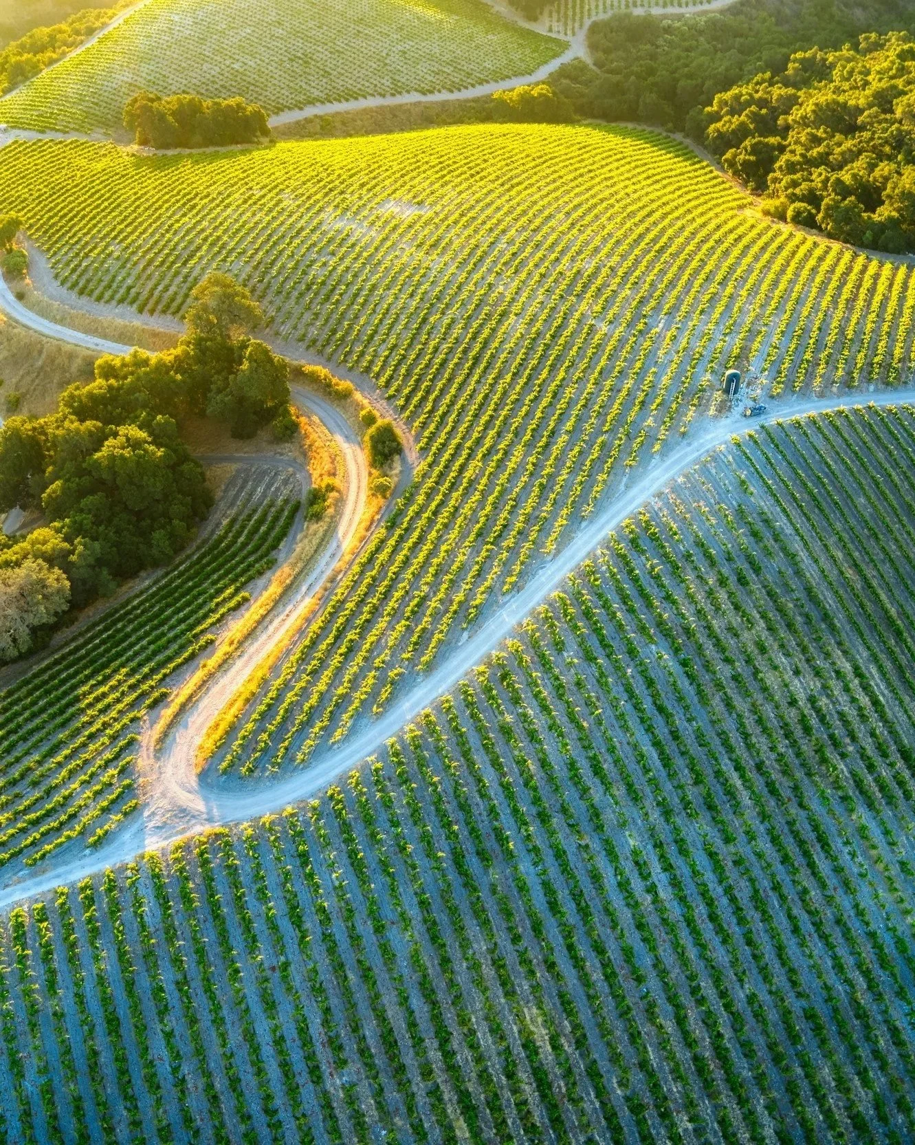 Aerial view of rolling hills with vineyards, winding dirt roads, and green trees in a rural landscape.