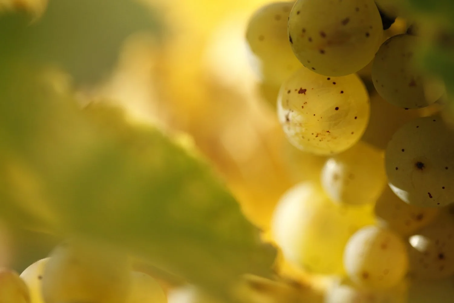 Close-up of yellow grapes hanging on the vine with sunlight shining through.