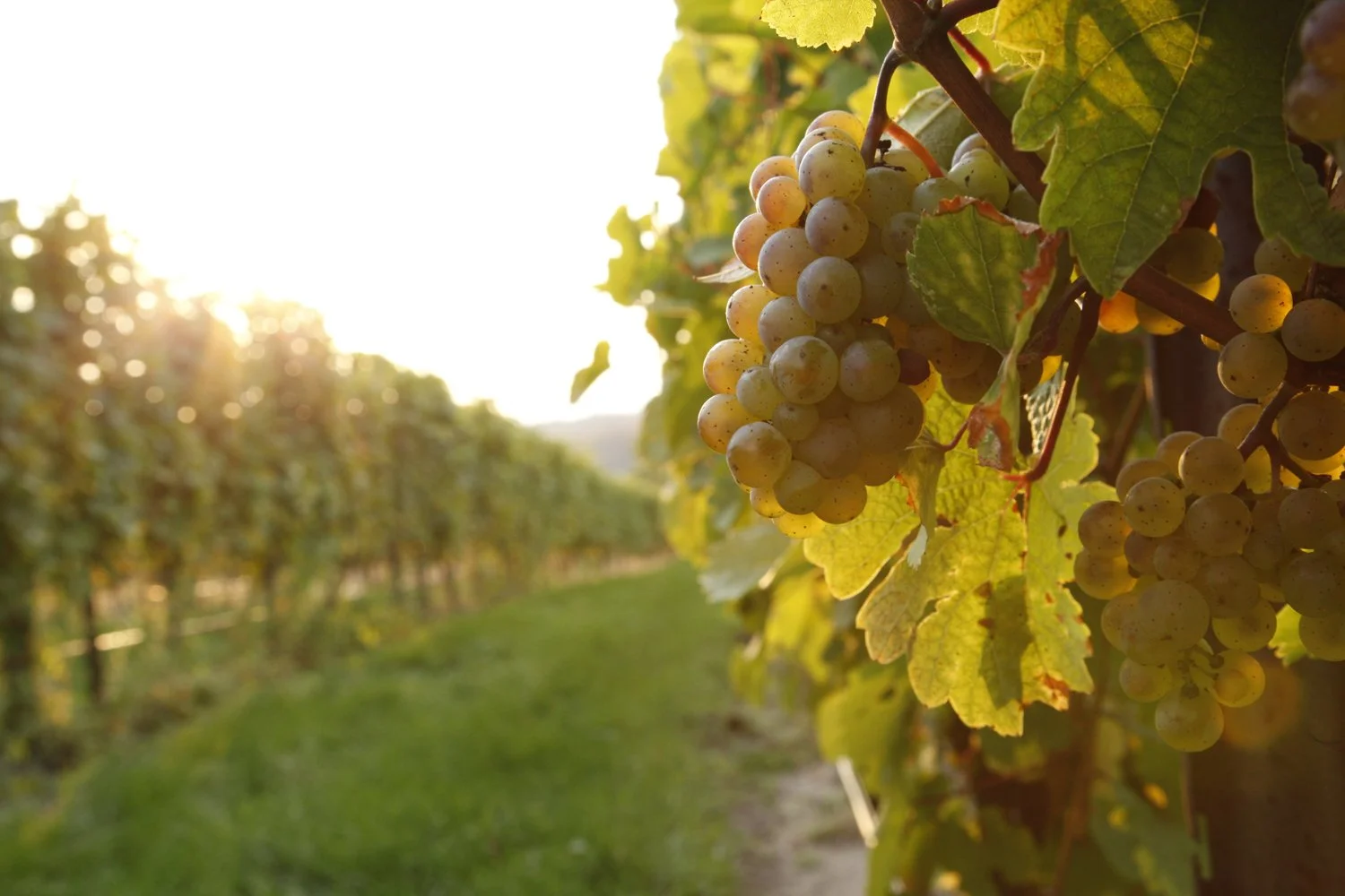 Bunches of white grapes hanging on a vine in a vineyard at sunset.