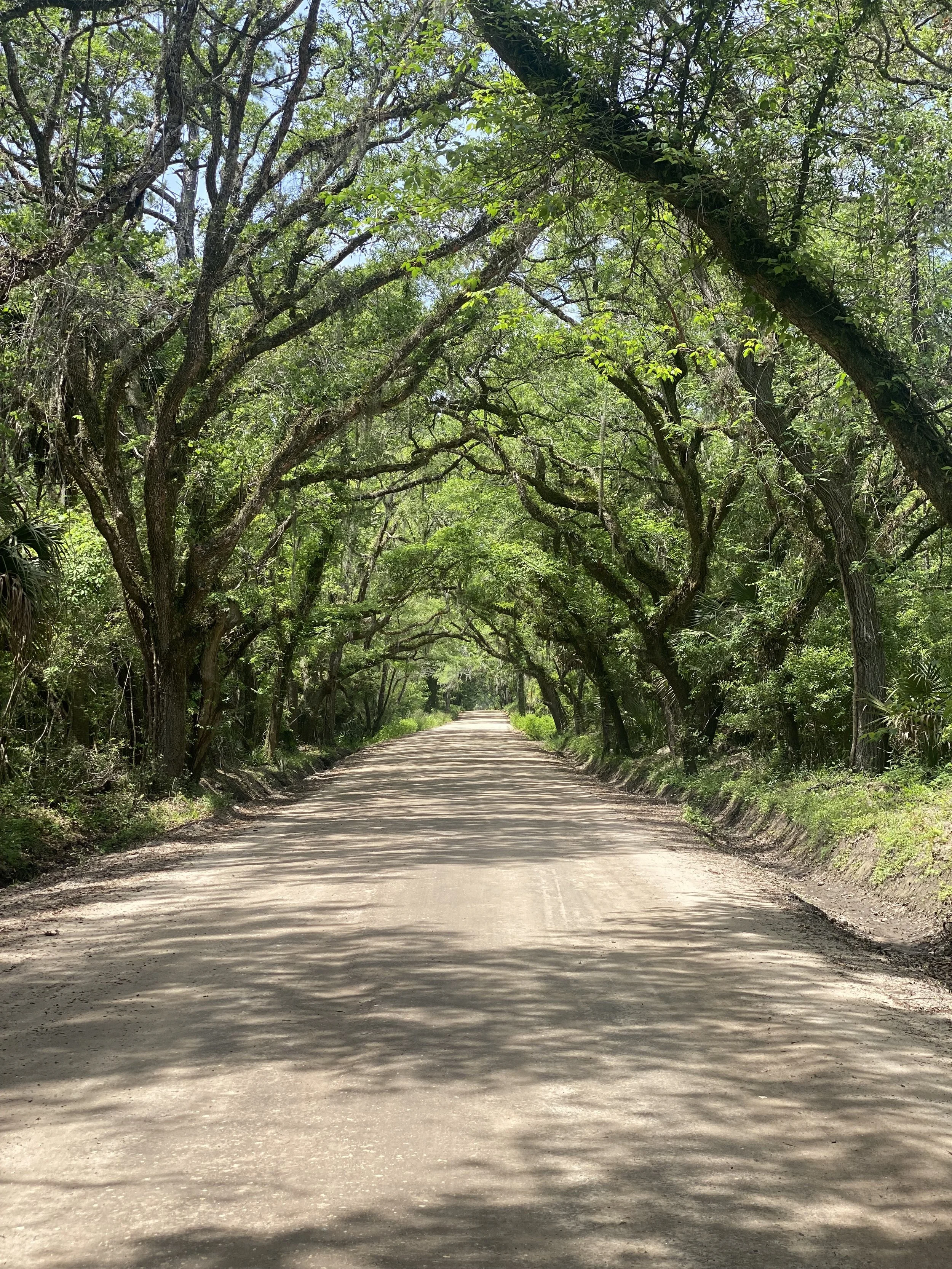 A dirt road runs through a lush green forest with trees arching over the path, creating a canopy and casting dappled shadows on the ground.