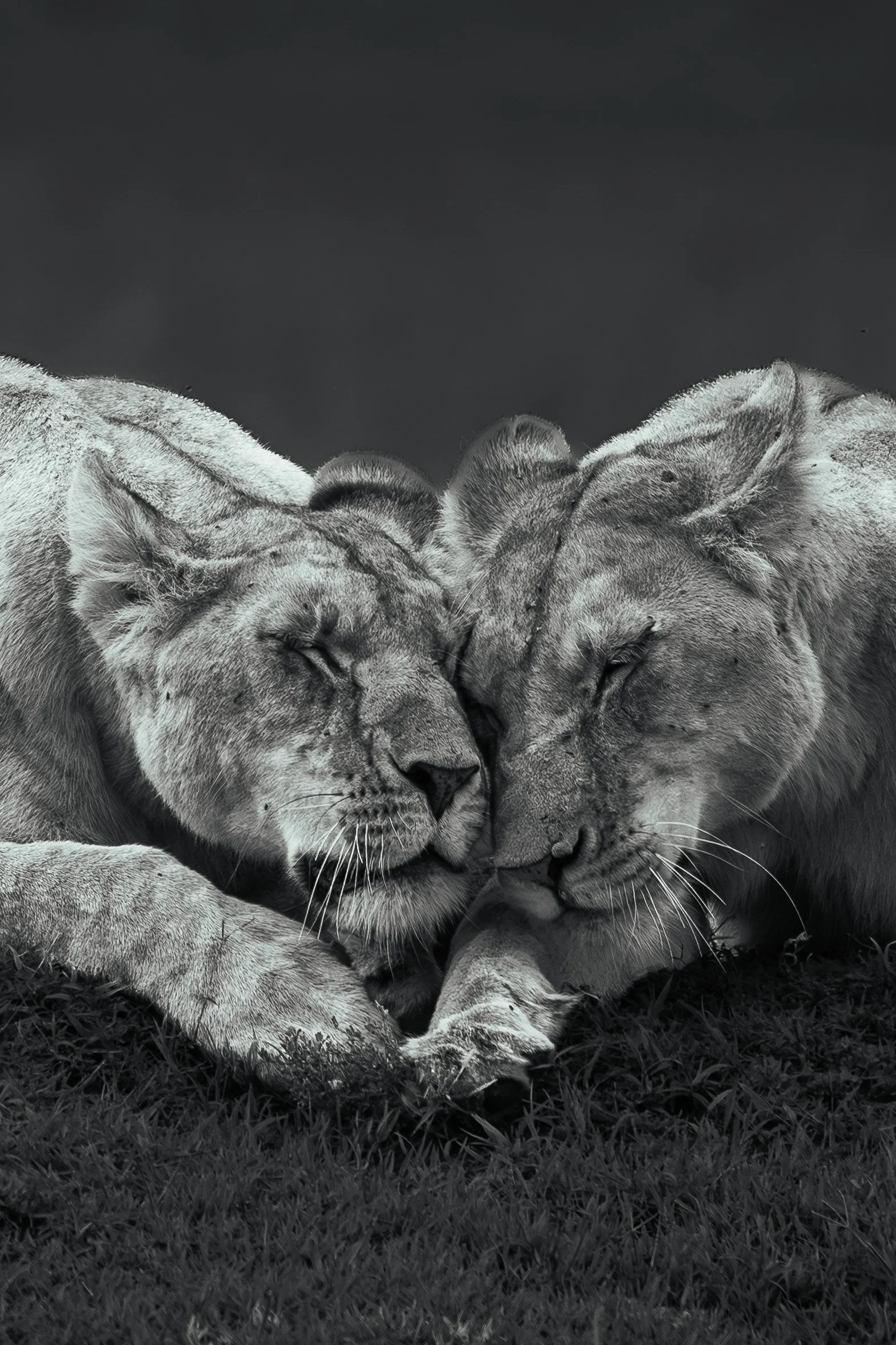 Sisterhood