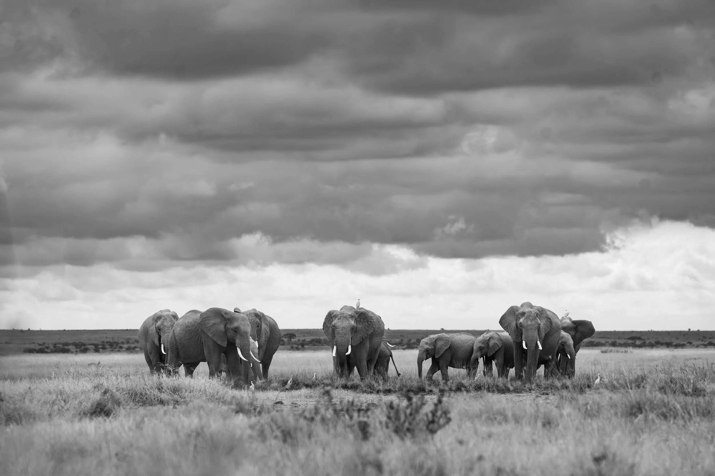 The herd