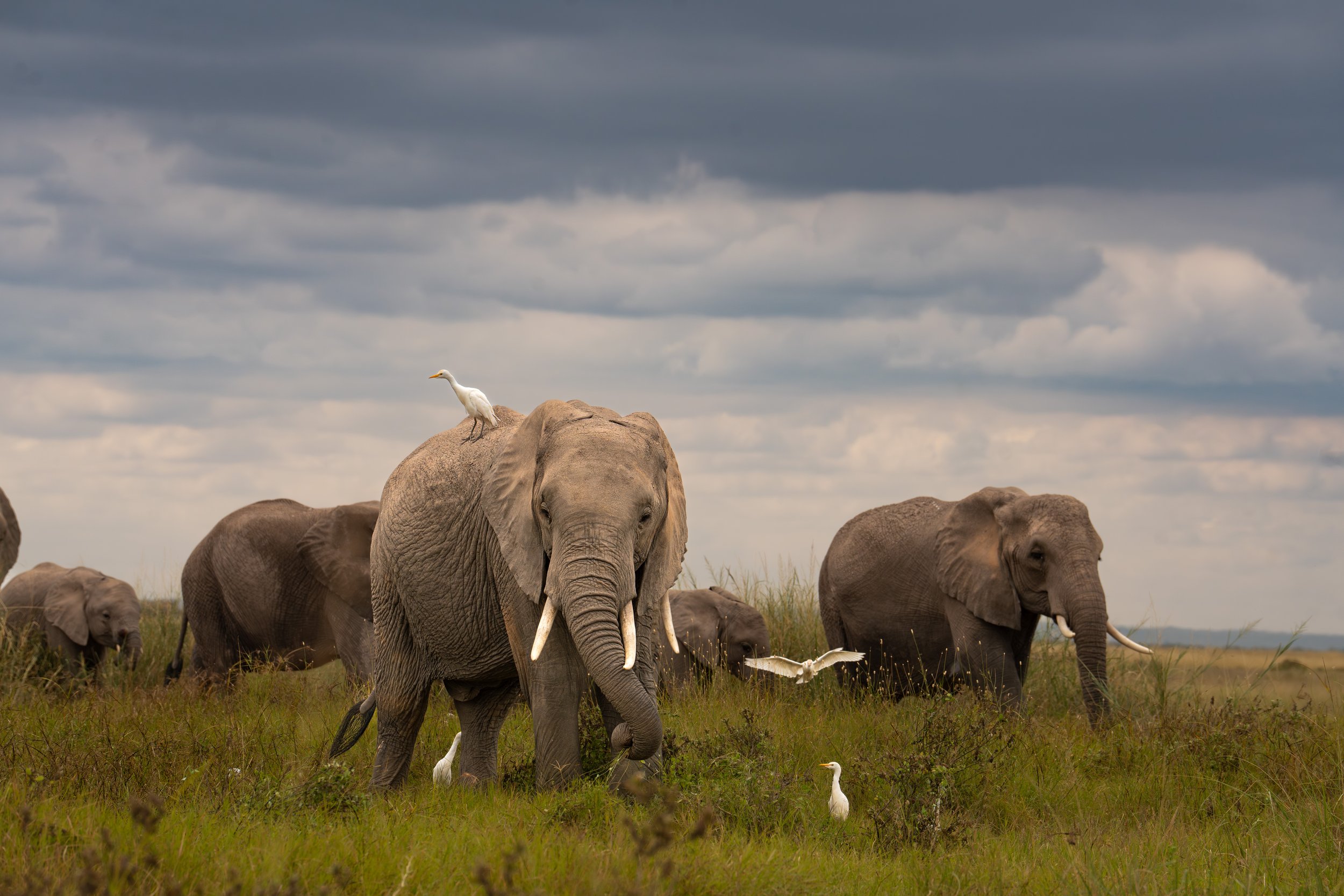 elephants.jpg