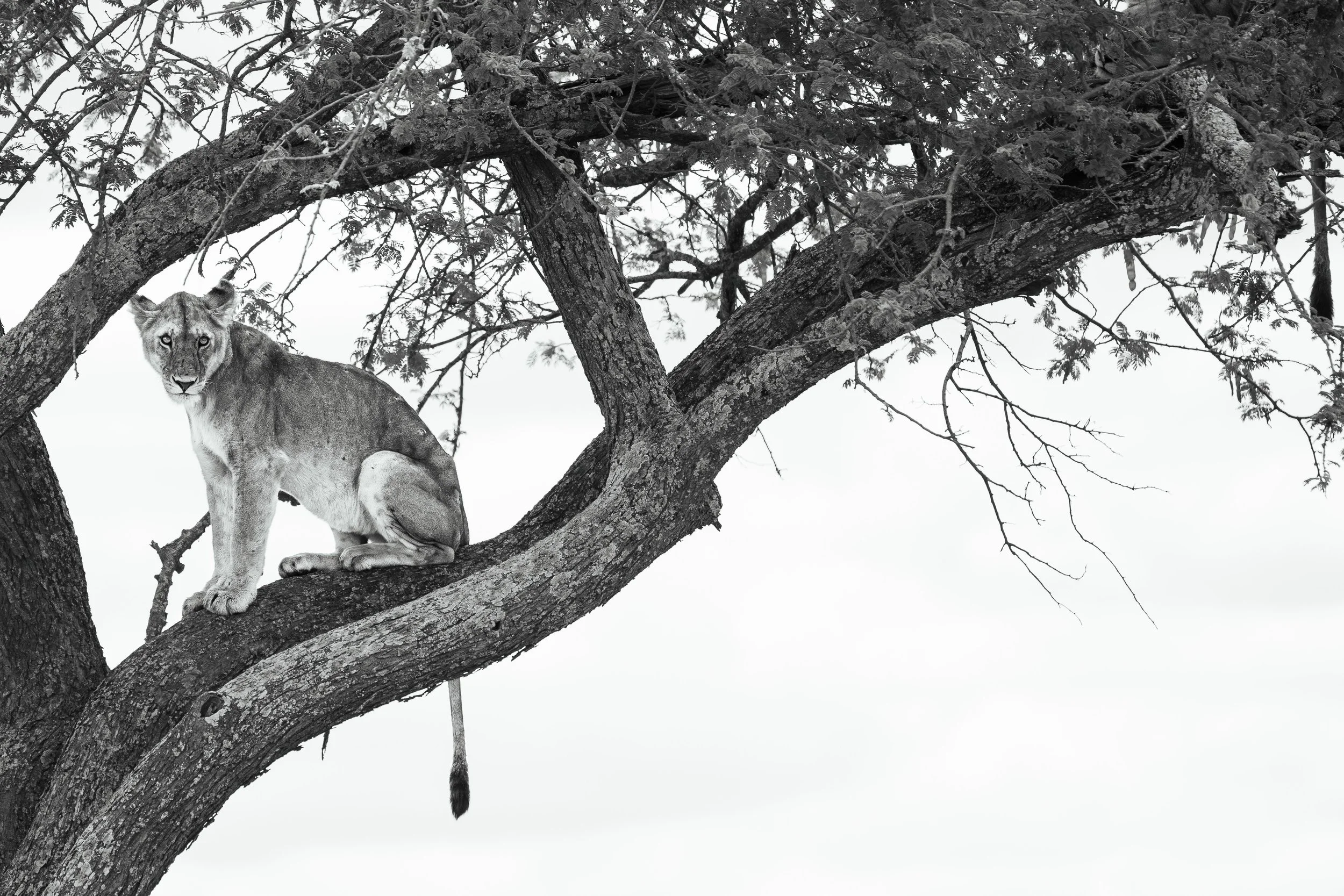 True Nature