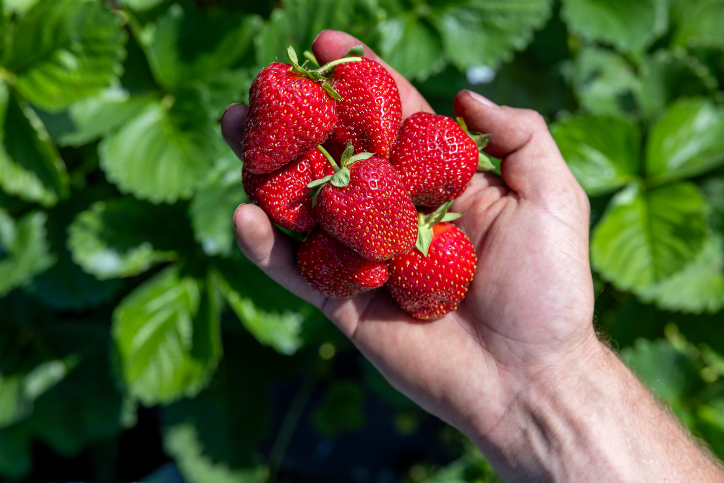 Kids Workshop - Plant a Strawberry, Grow a Garden - August 29th