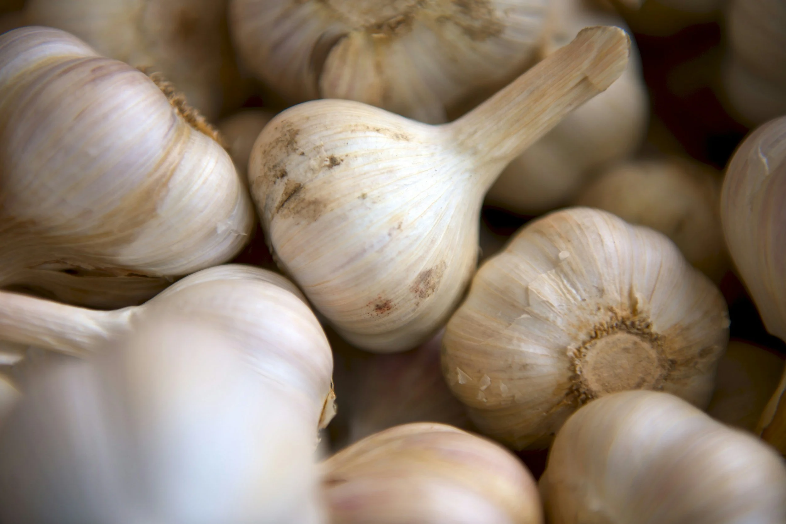 Homeschool Outing: Garlic Planting
