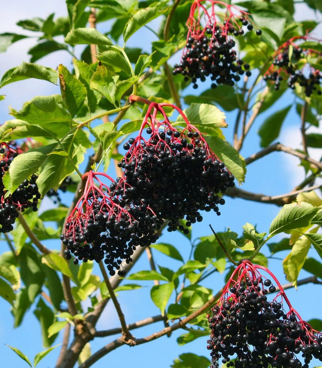 Elderberry-Tree-Shrub-Elderberries_1200x1200-716007497.jpg