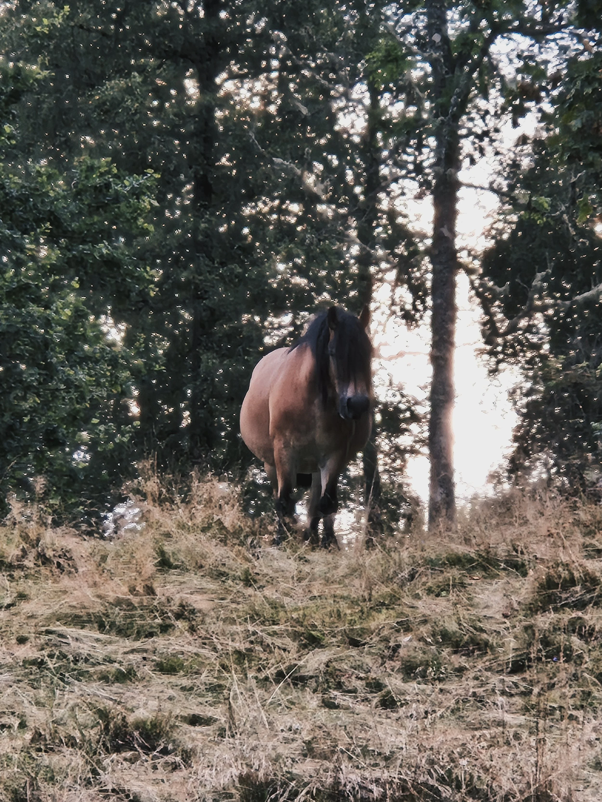 Ein brauner Pferdekopf mit schwarzer Mähne, fotografiert vor einem Hintergrund aus Bäumen und Wasser bei Sonnenuntergang.