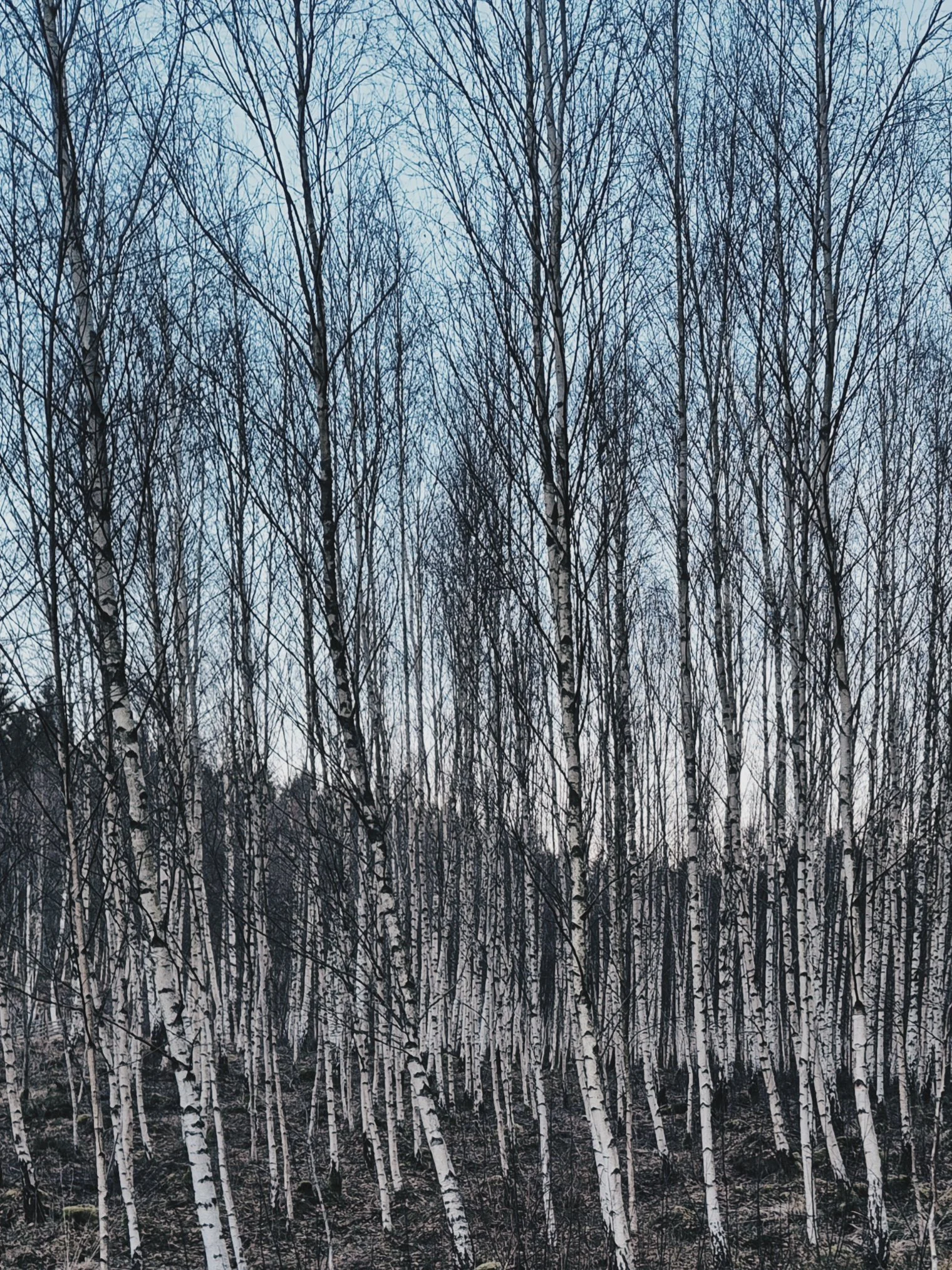 Birken im Winter, keine Blätter, bis auf den Himmel sichtbar