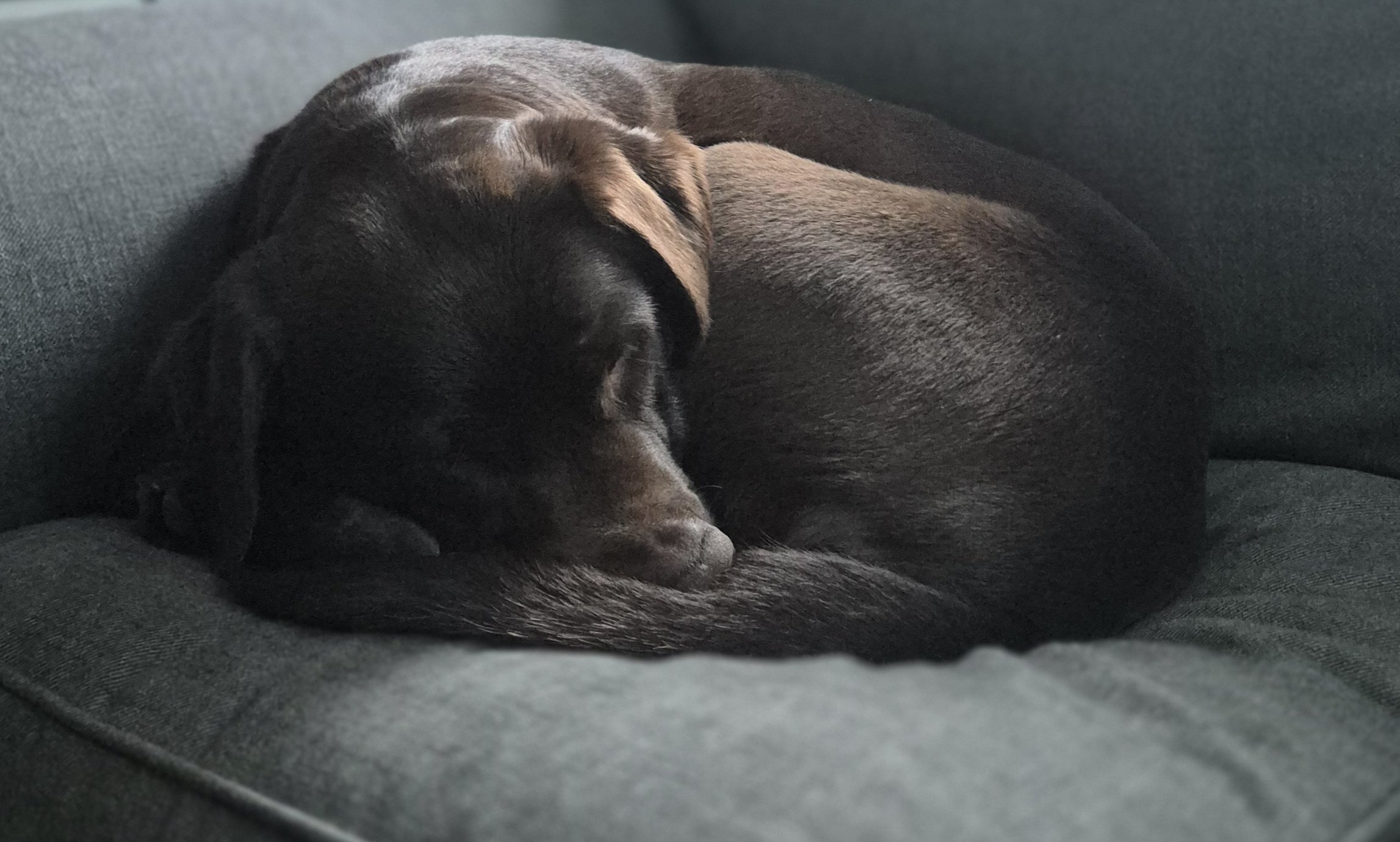 Ein schlafender brauner Hund liegt auf einem grauen Sofa. Labrador Bella, tiergestützte Pädagogik.