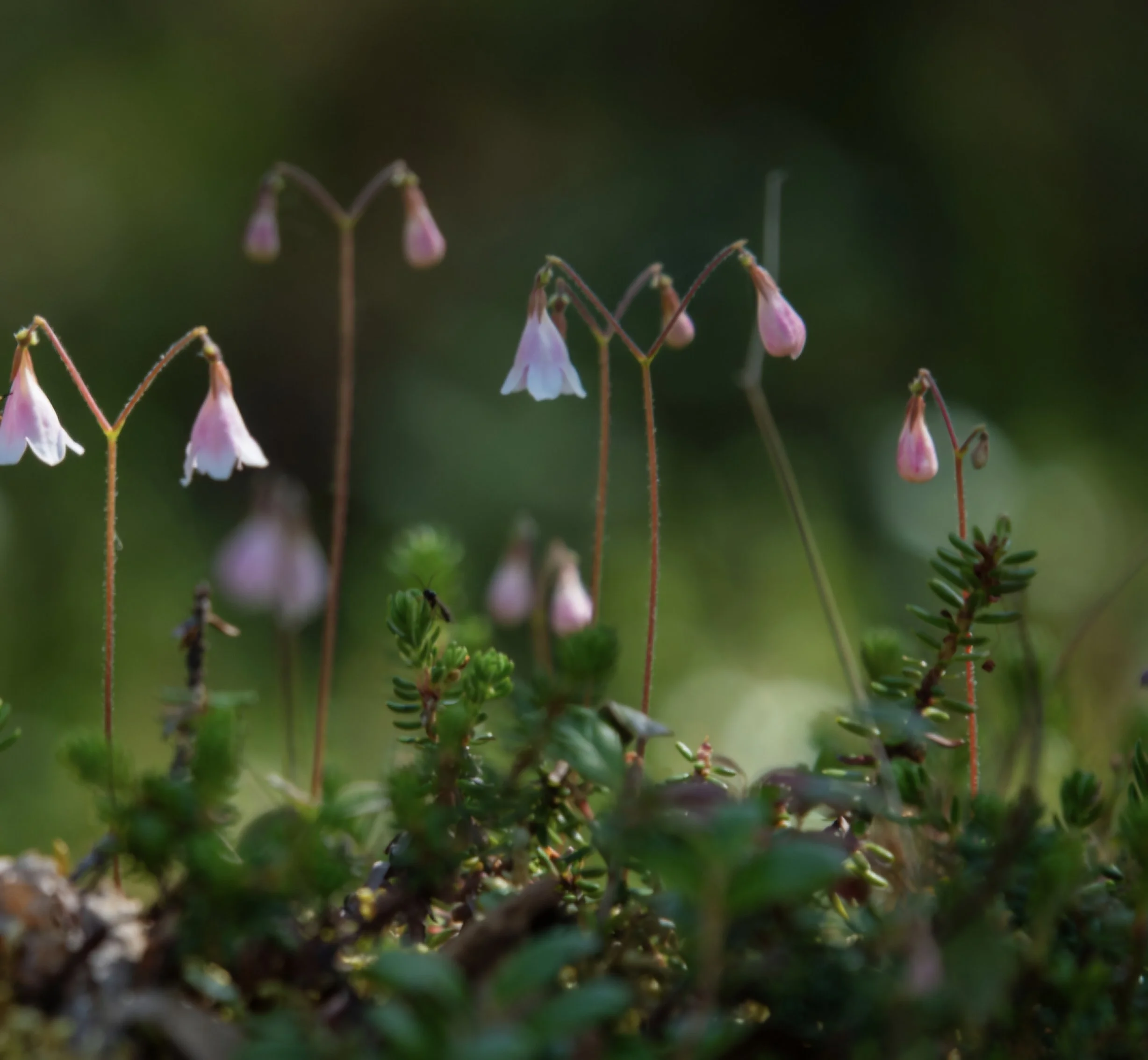 Kleine rosa-weiße Blüten hängen an dünnen, rotbraunen Stängeln vor einem dunklen, unscharfen Hintergrund mit grünen Flächen.